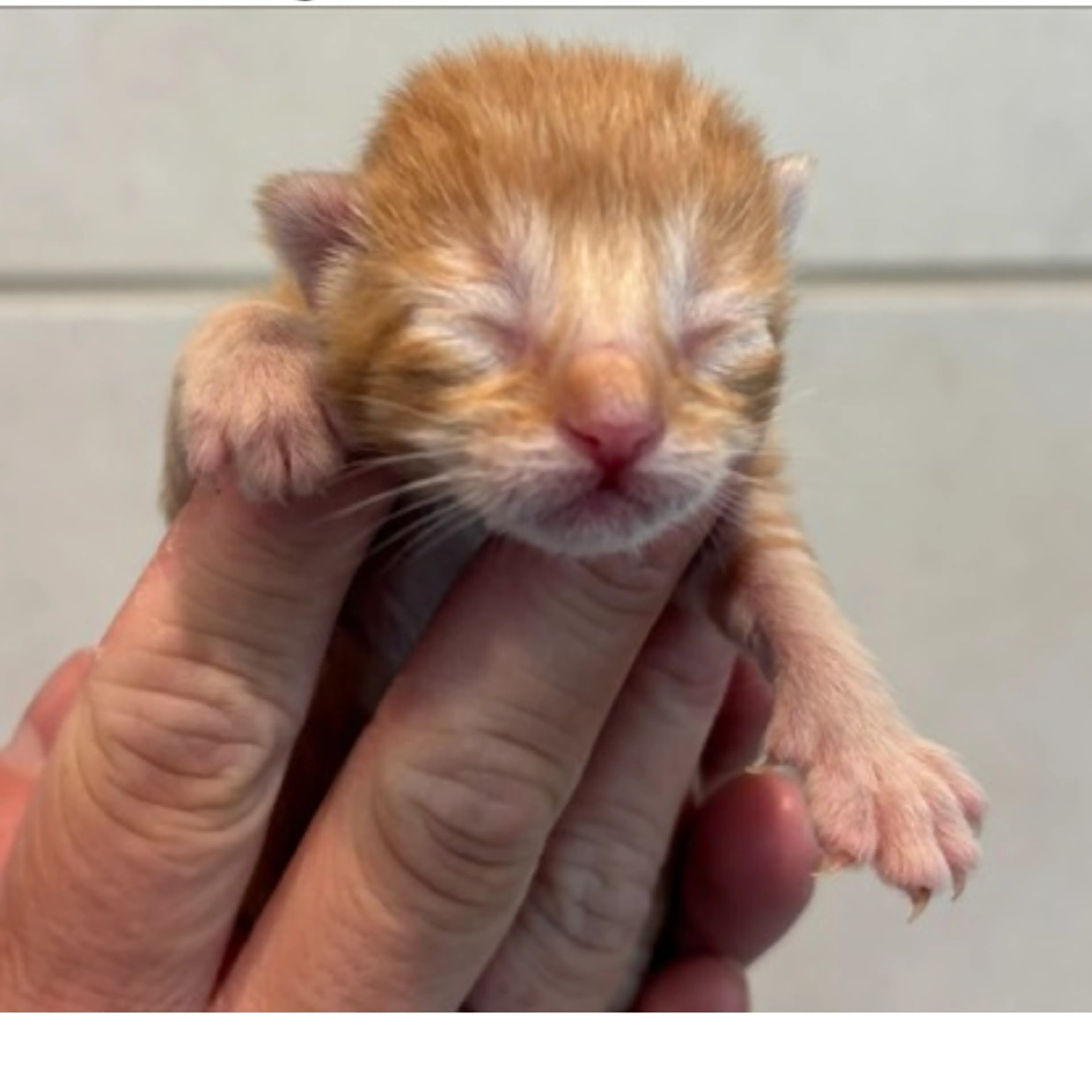 Found pet-1