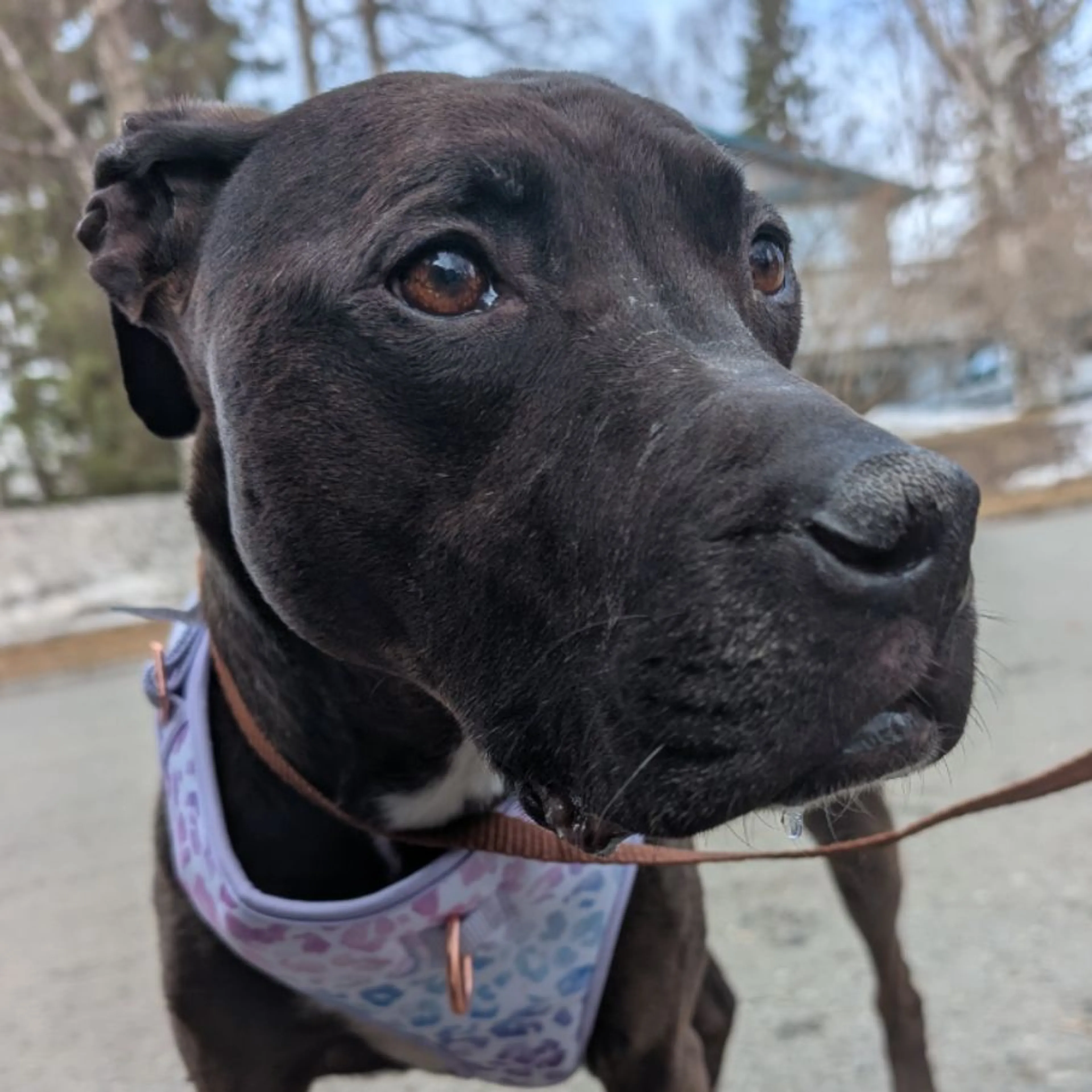 Found pet