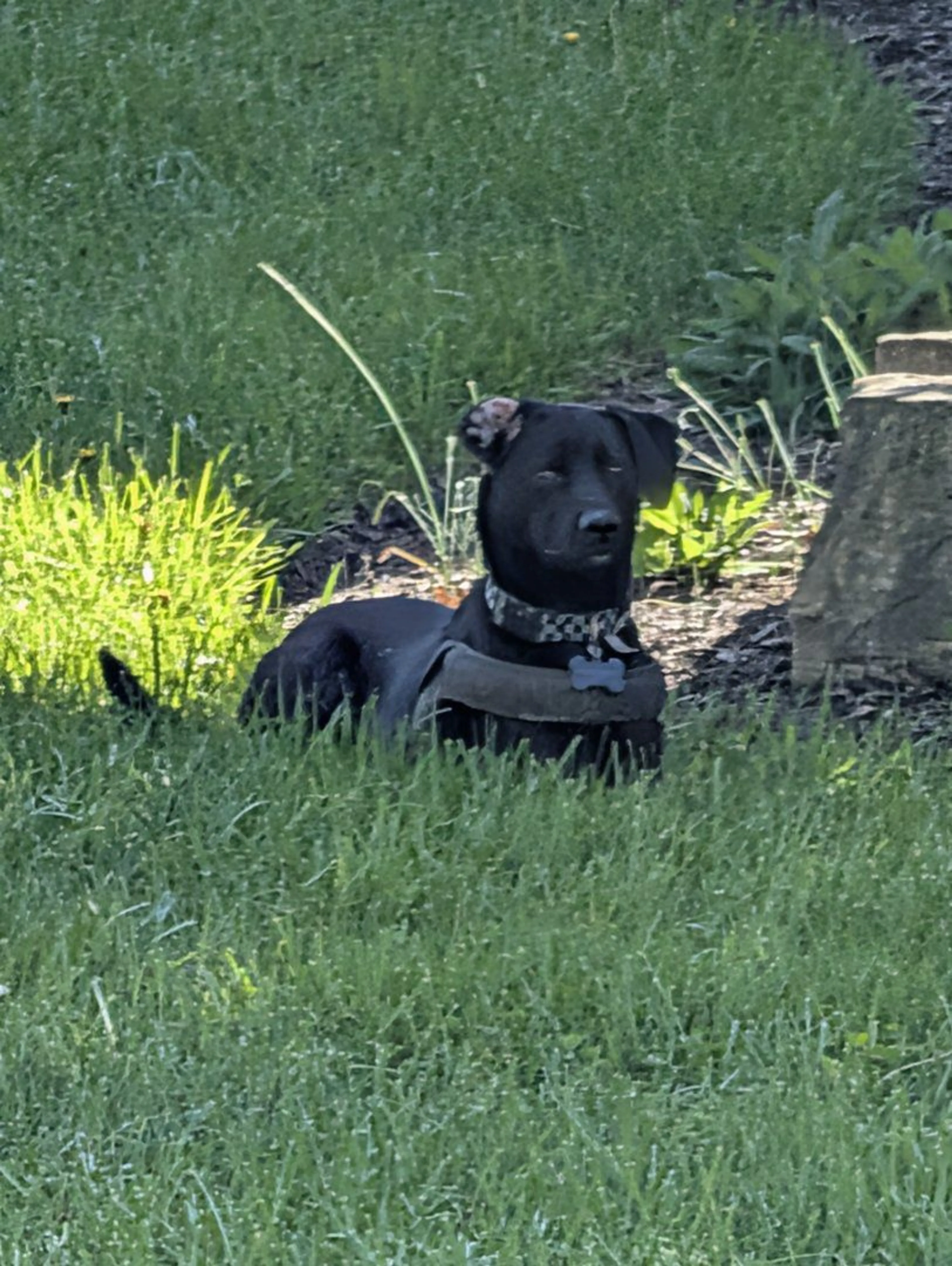 Lost pet