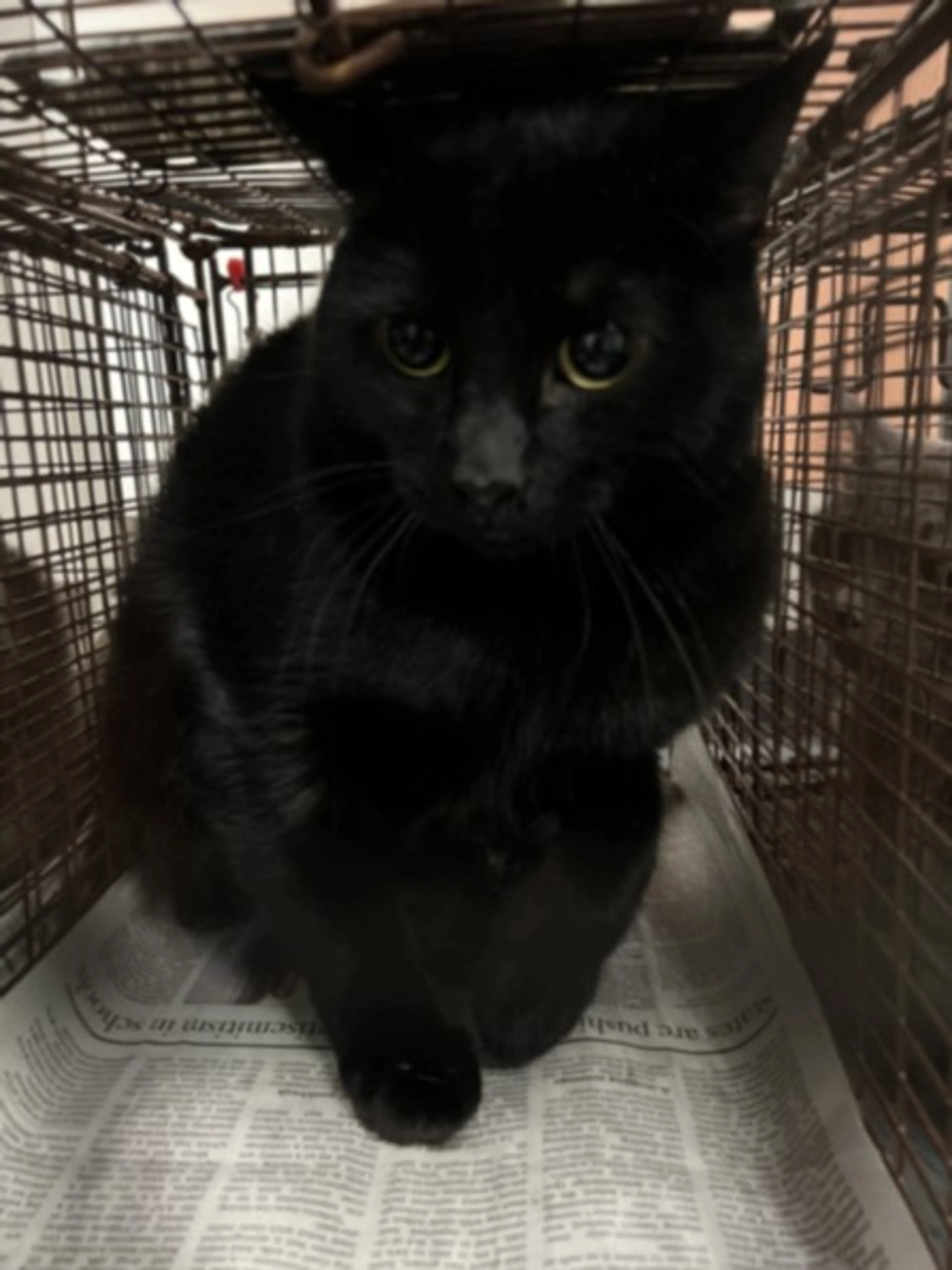 Found pet