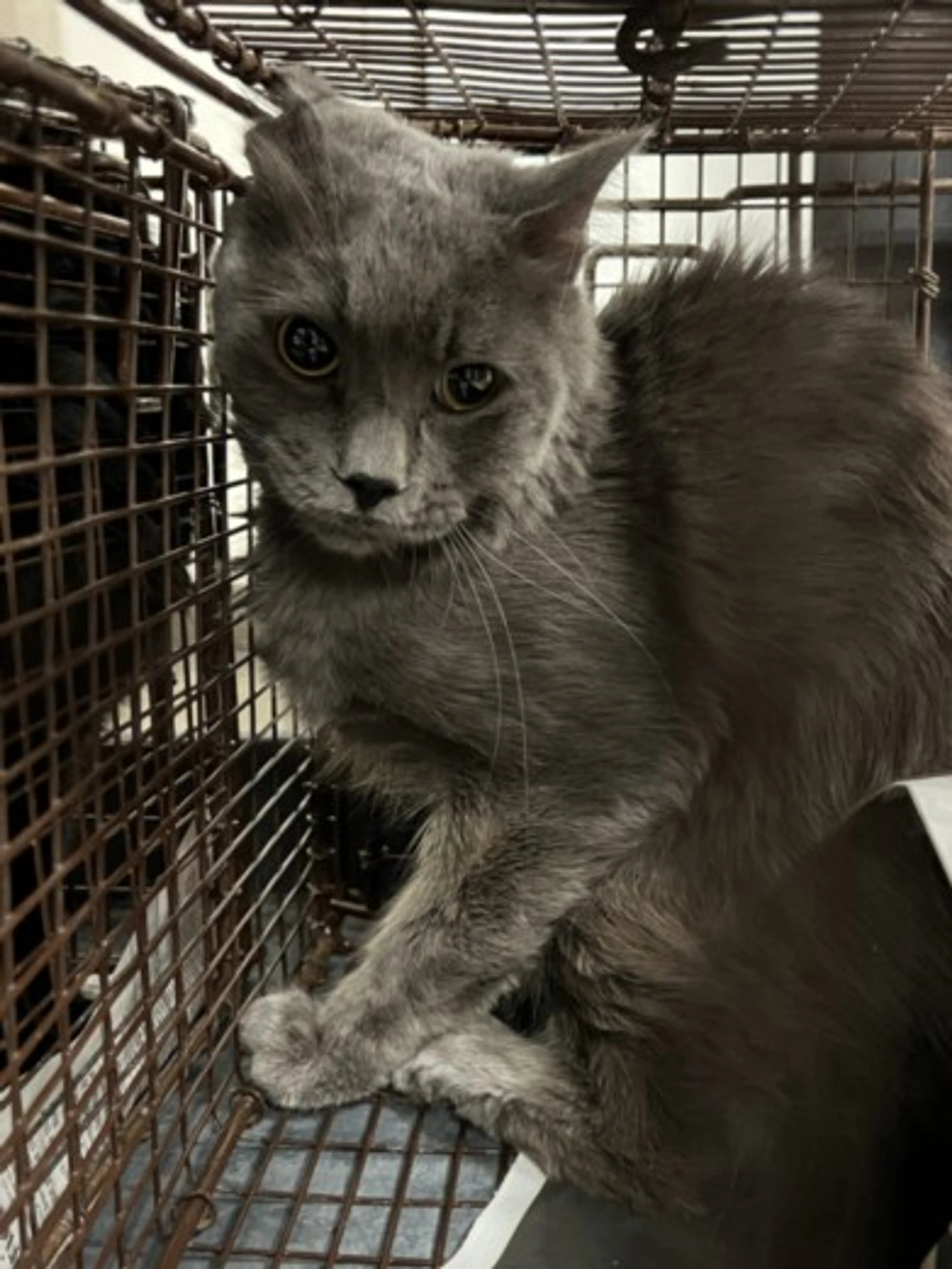 Found pet