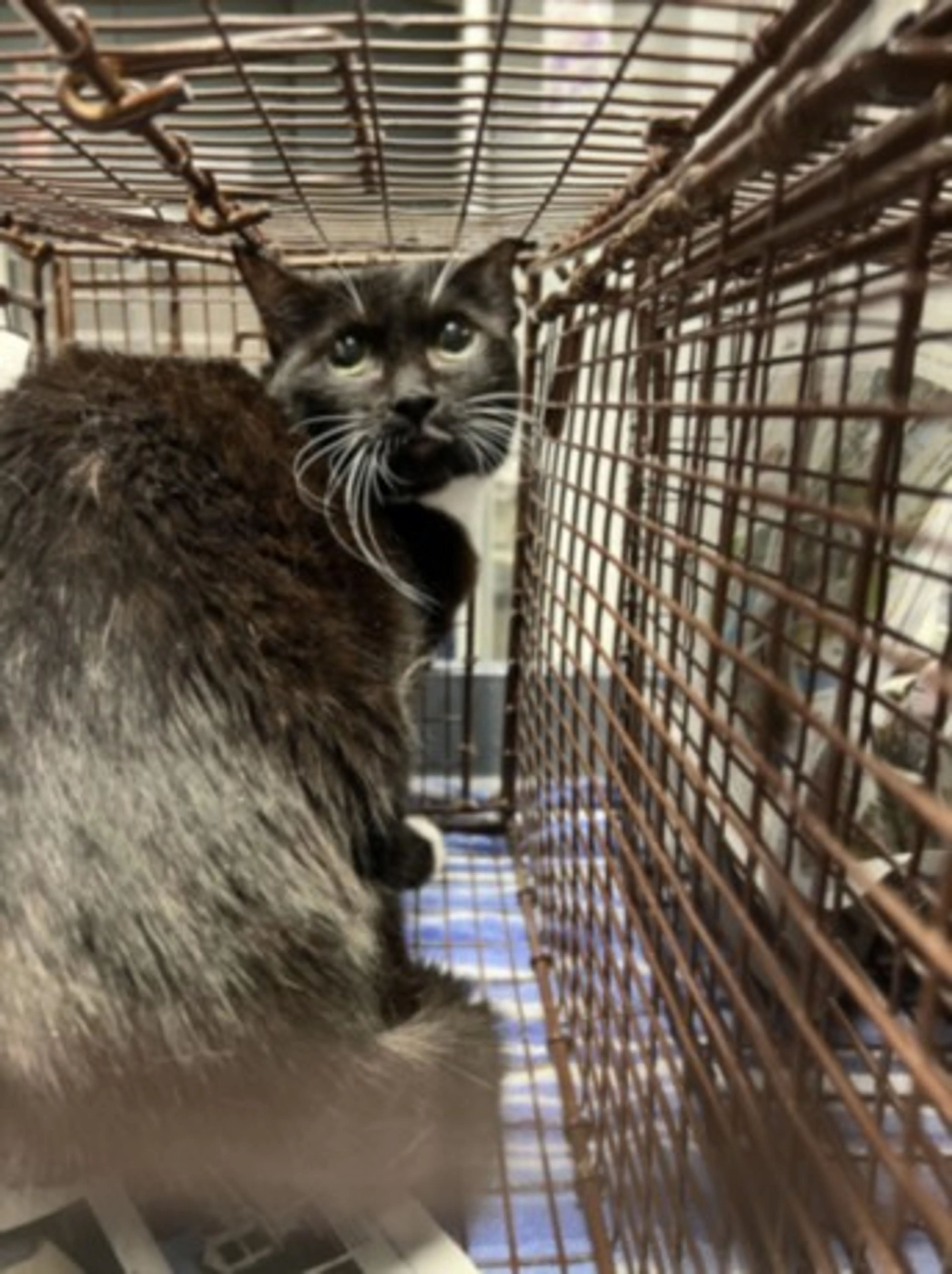 Found pet