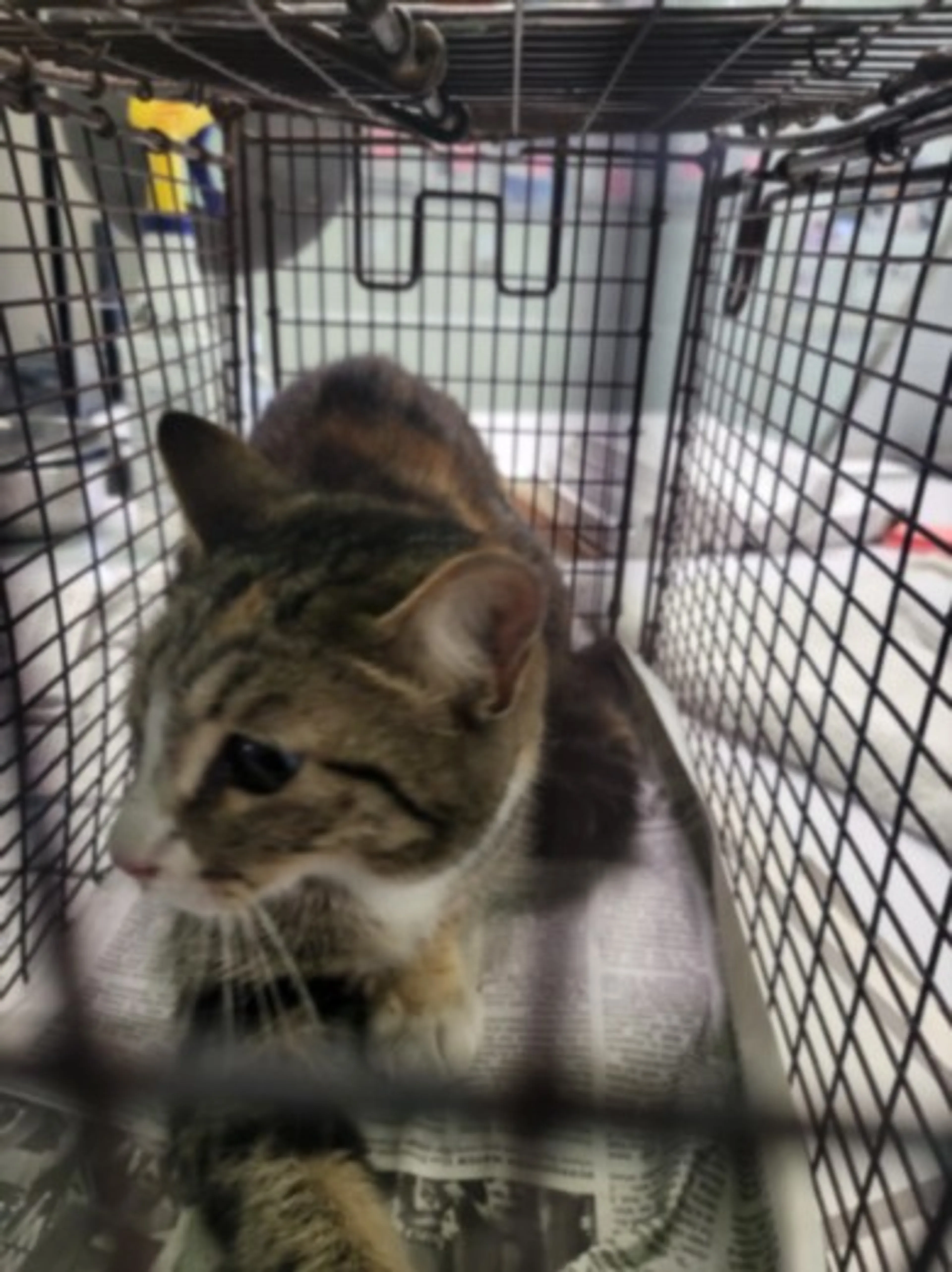 Found pet