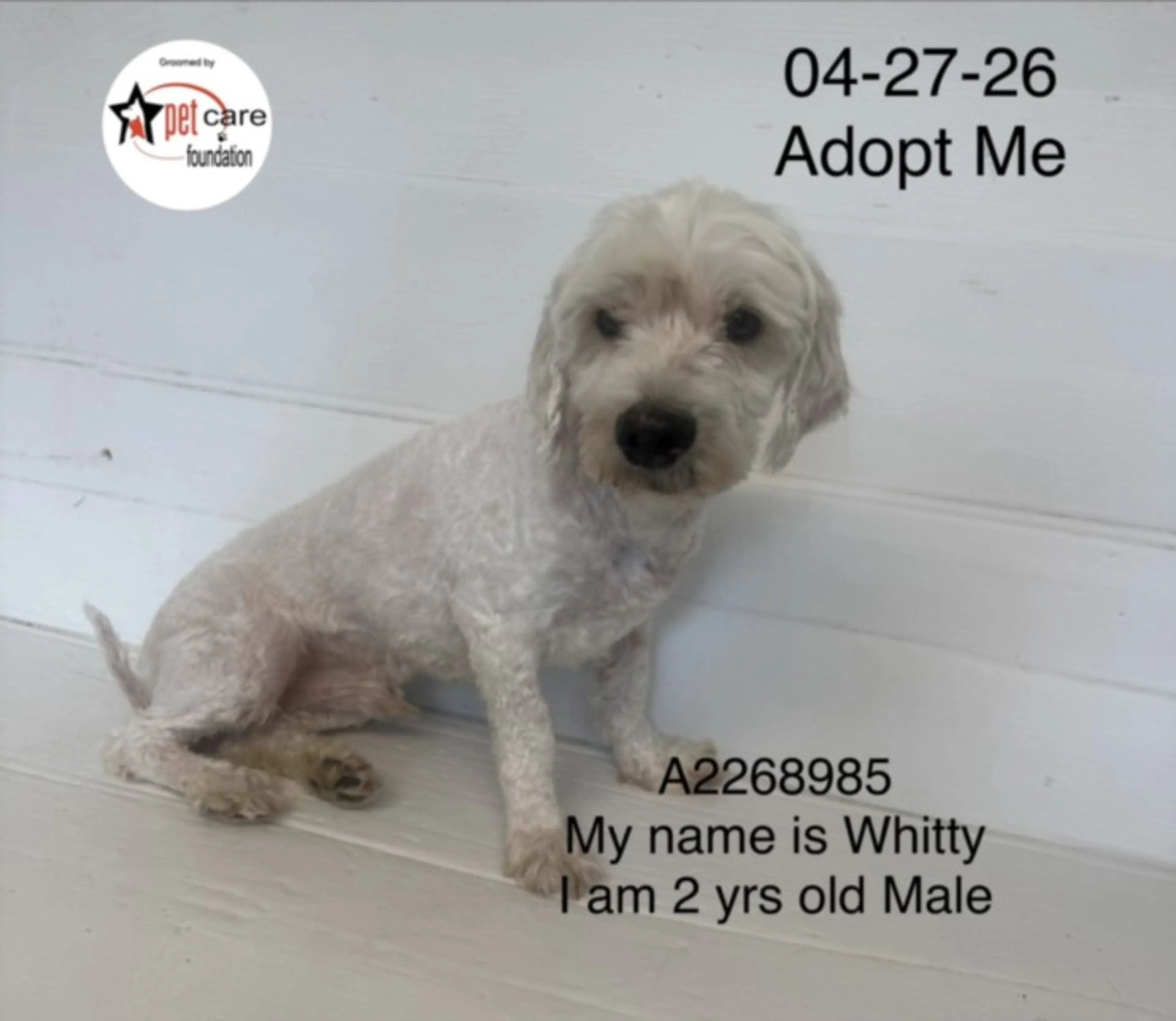 Found pet