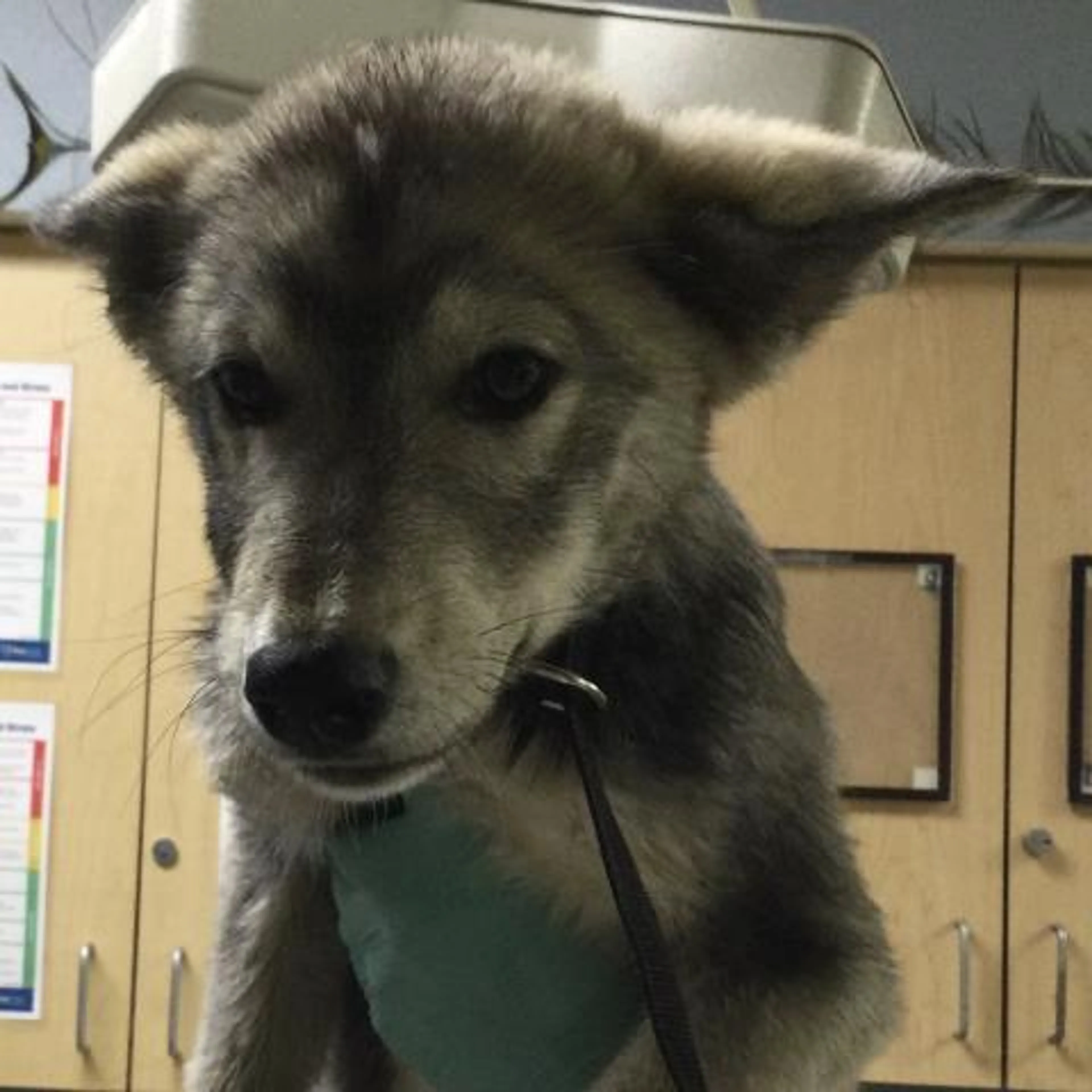 Found pet