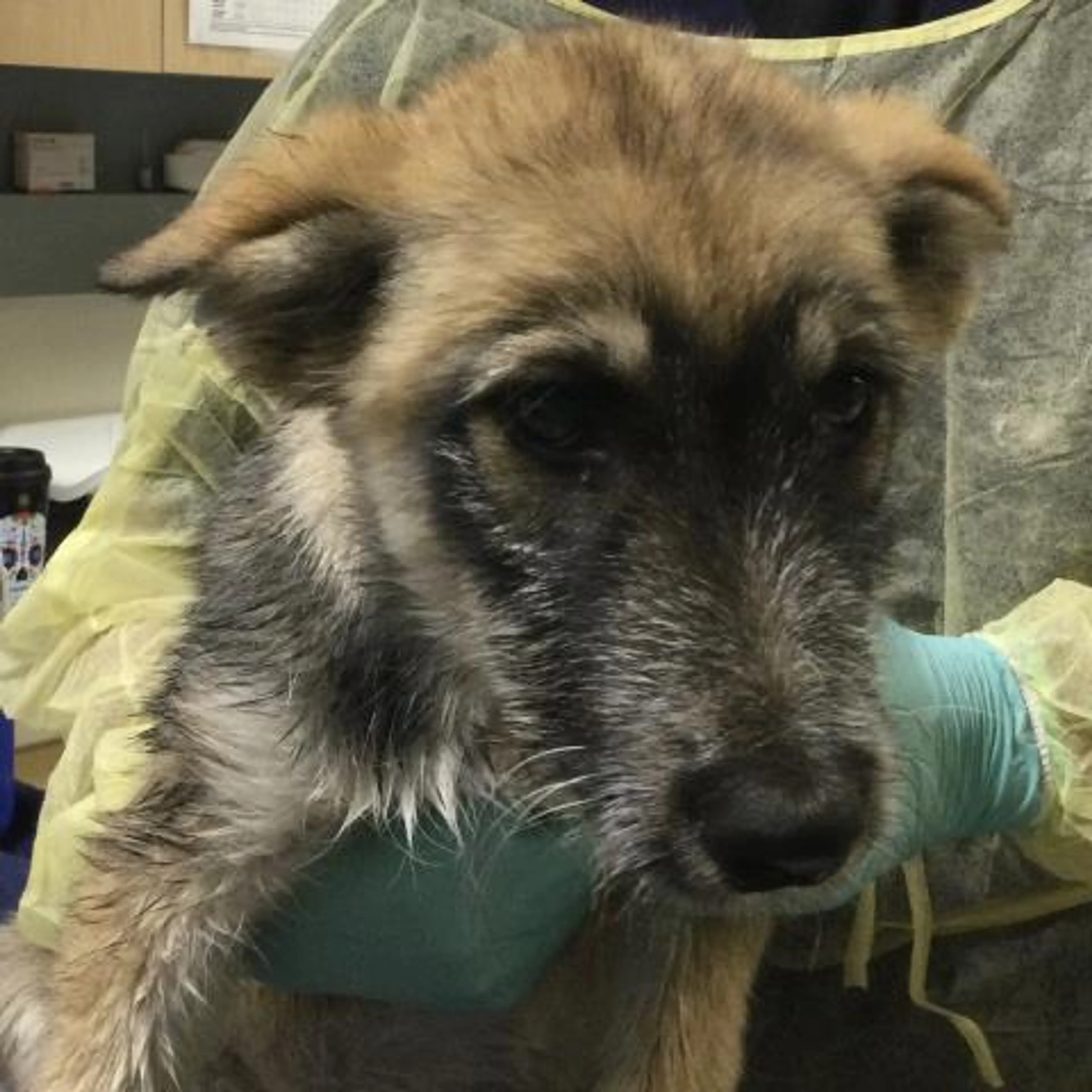 Found pet