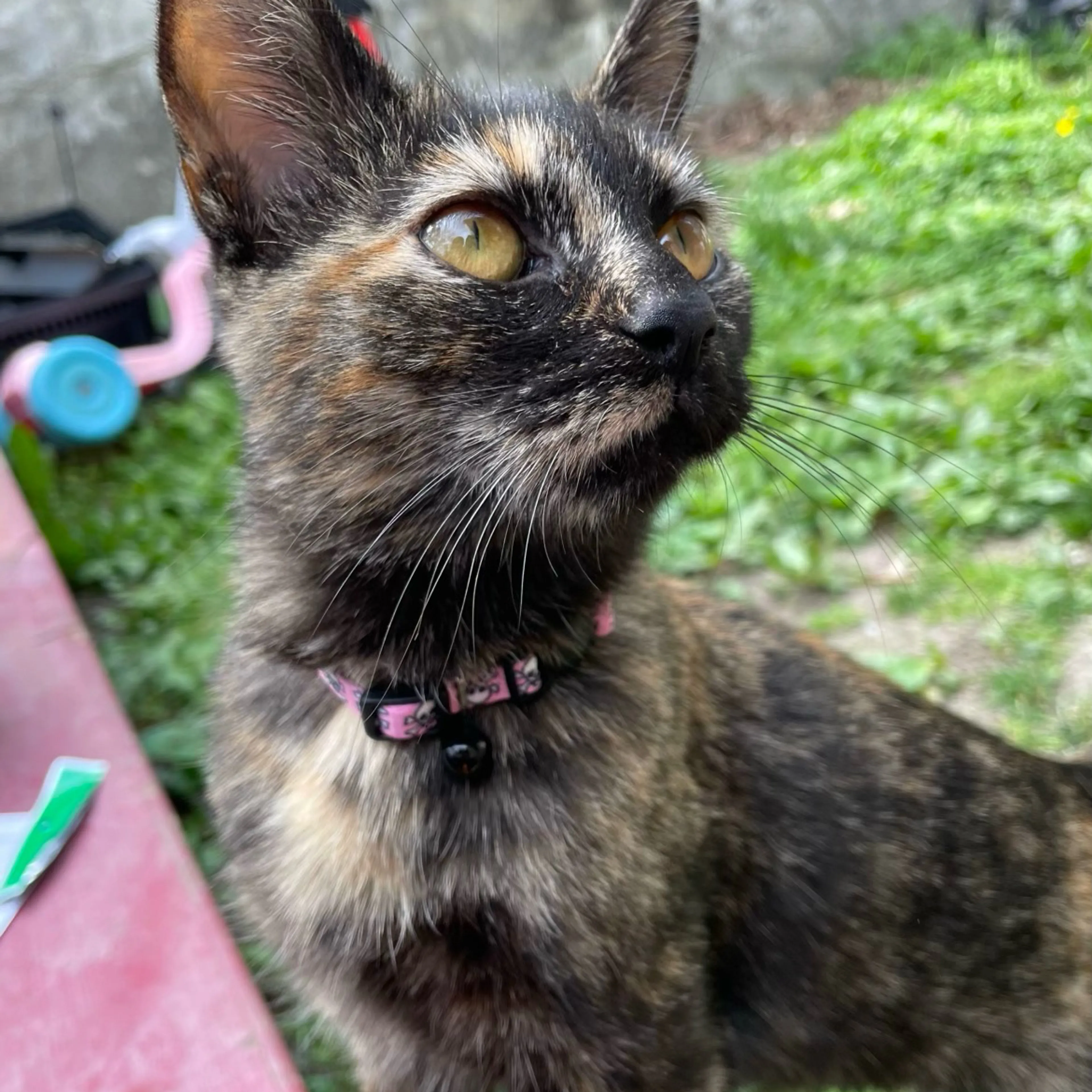 Lost pet-0