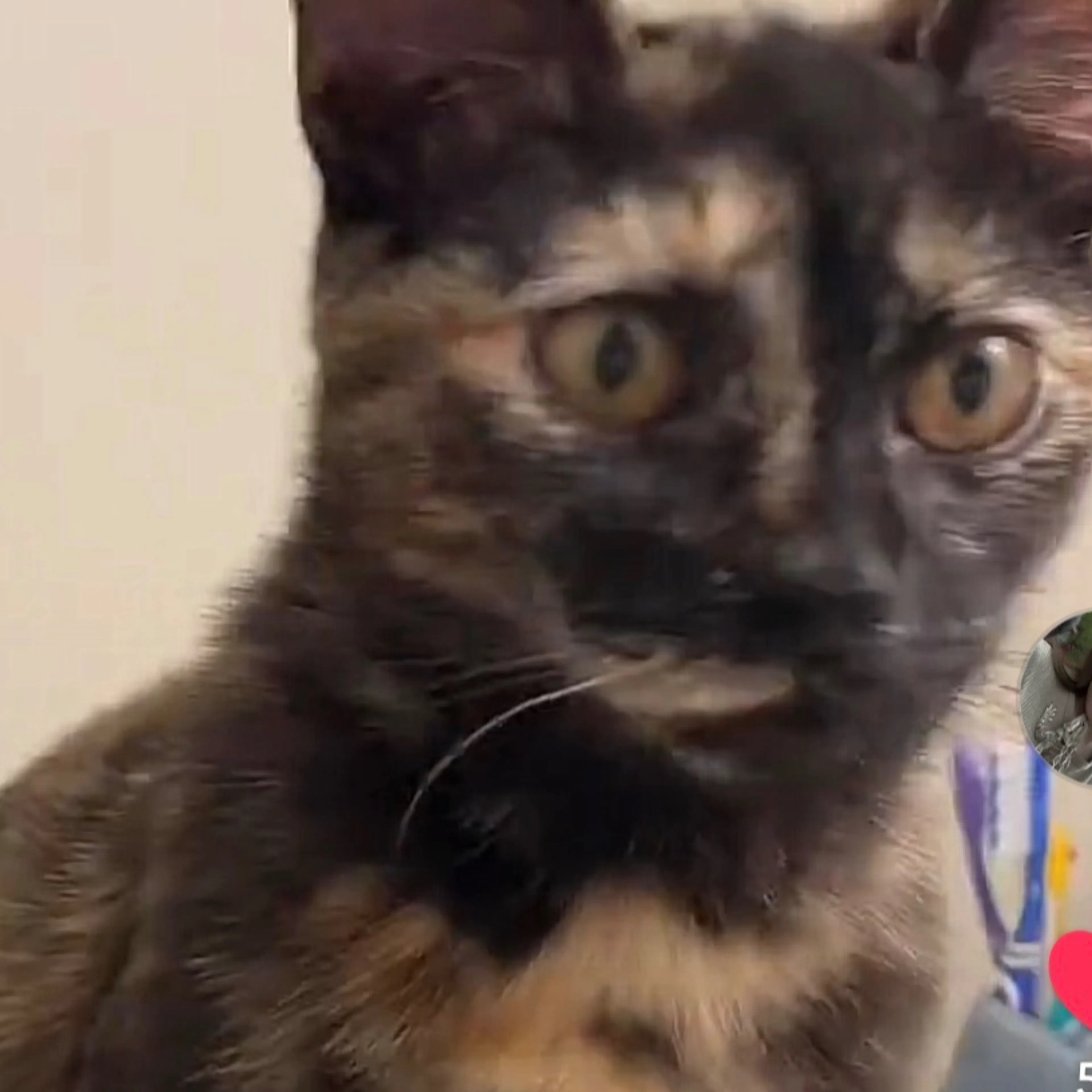 Lost pet-1