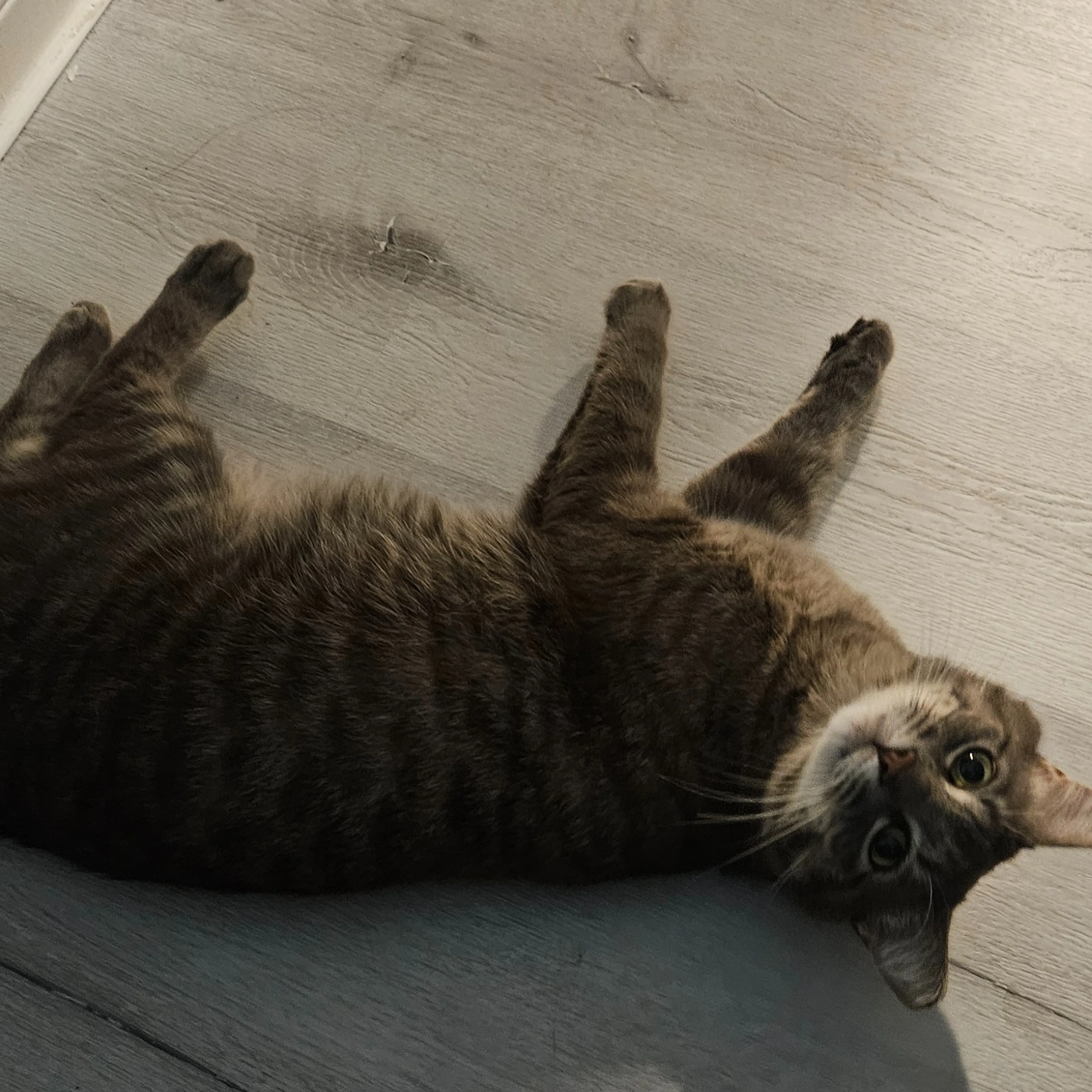 Lost pet-1