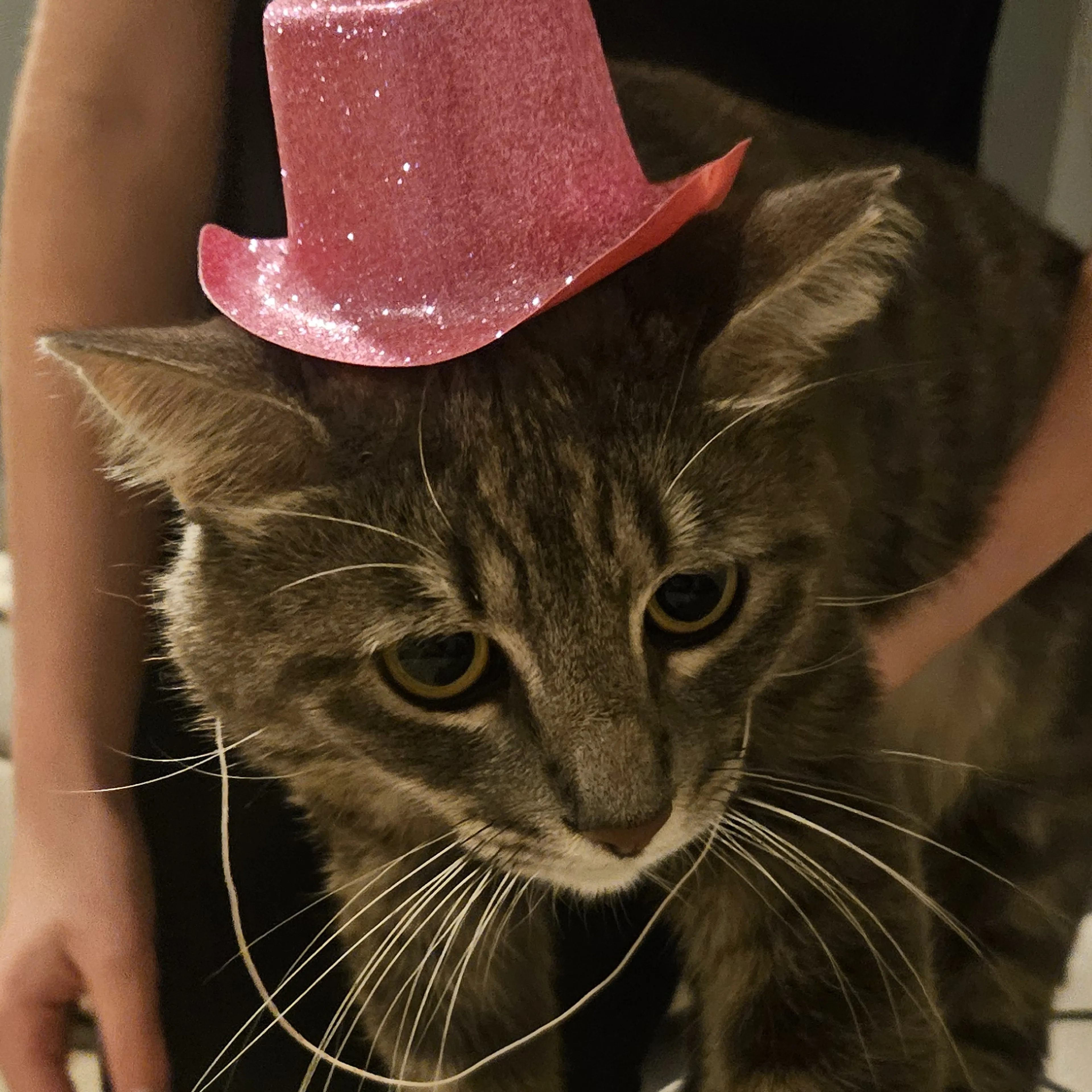 Lost pet-2