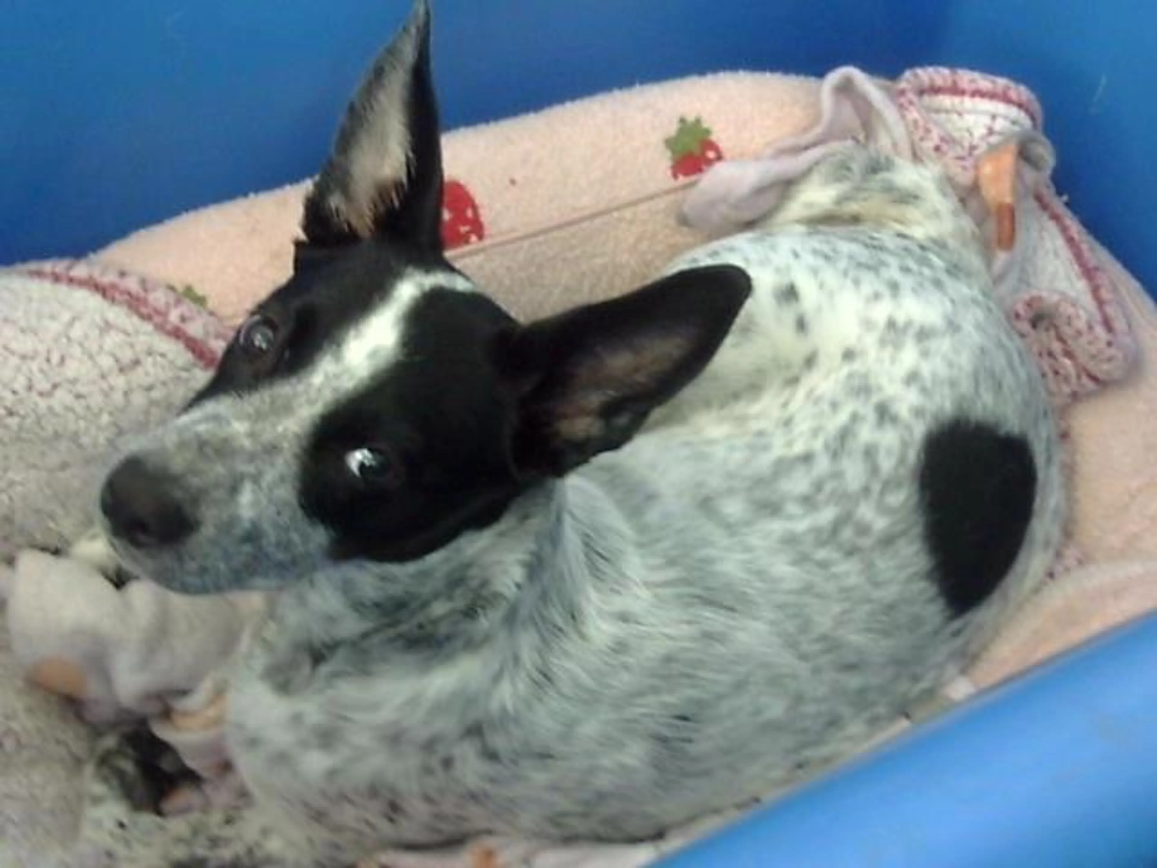 Found pet
