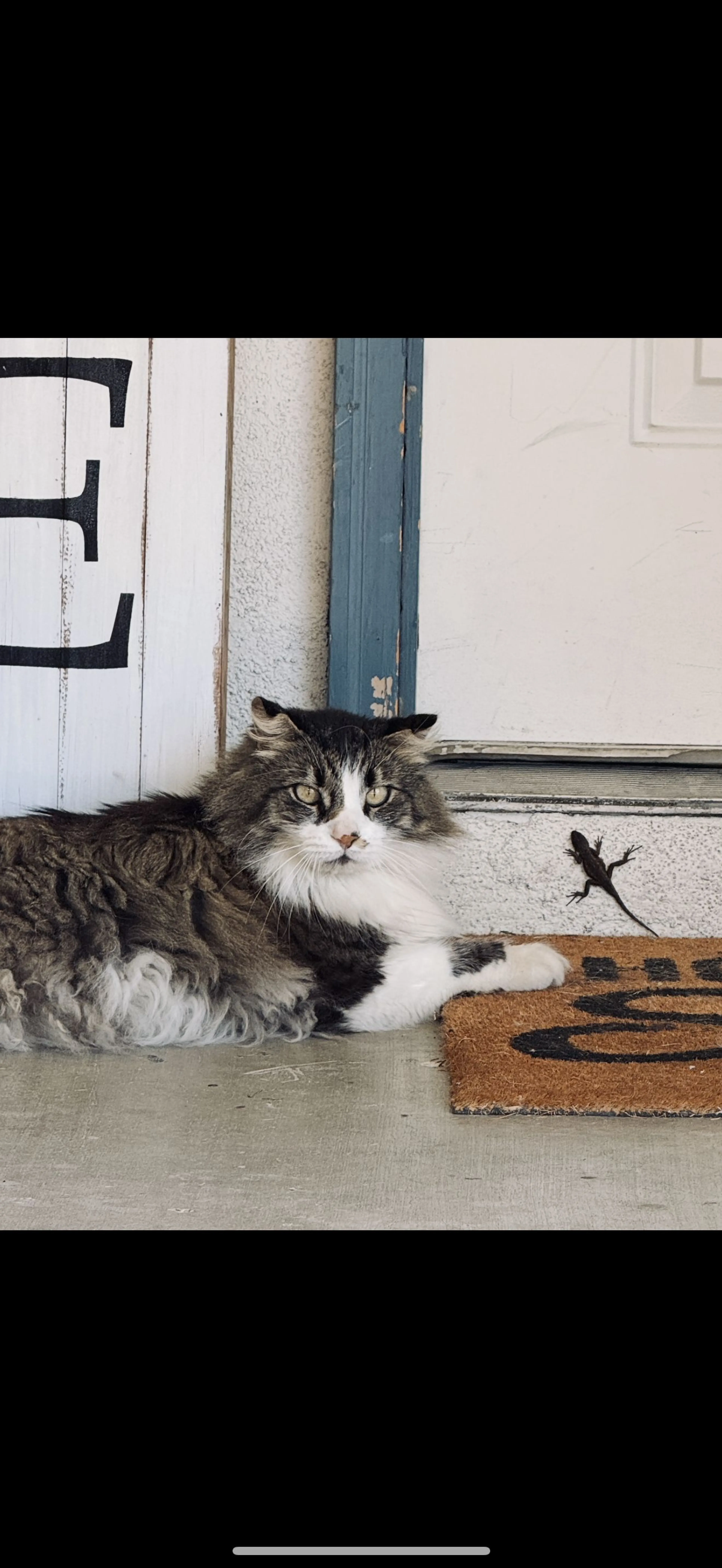 Lost pet