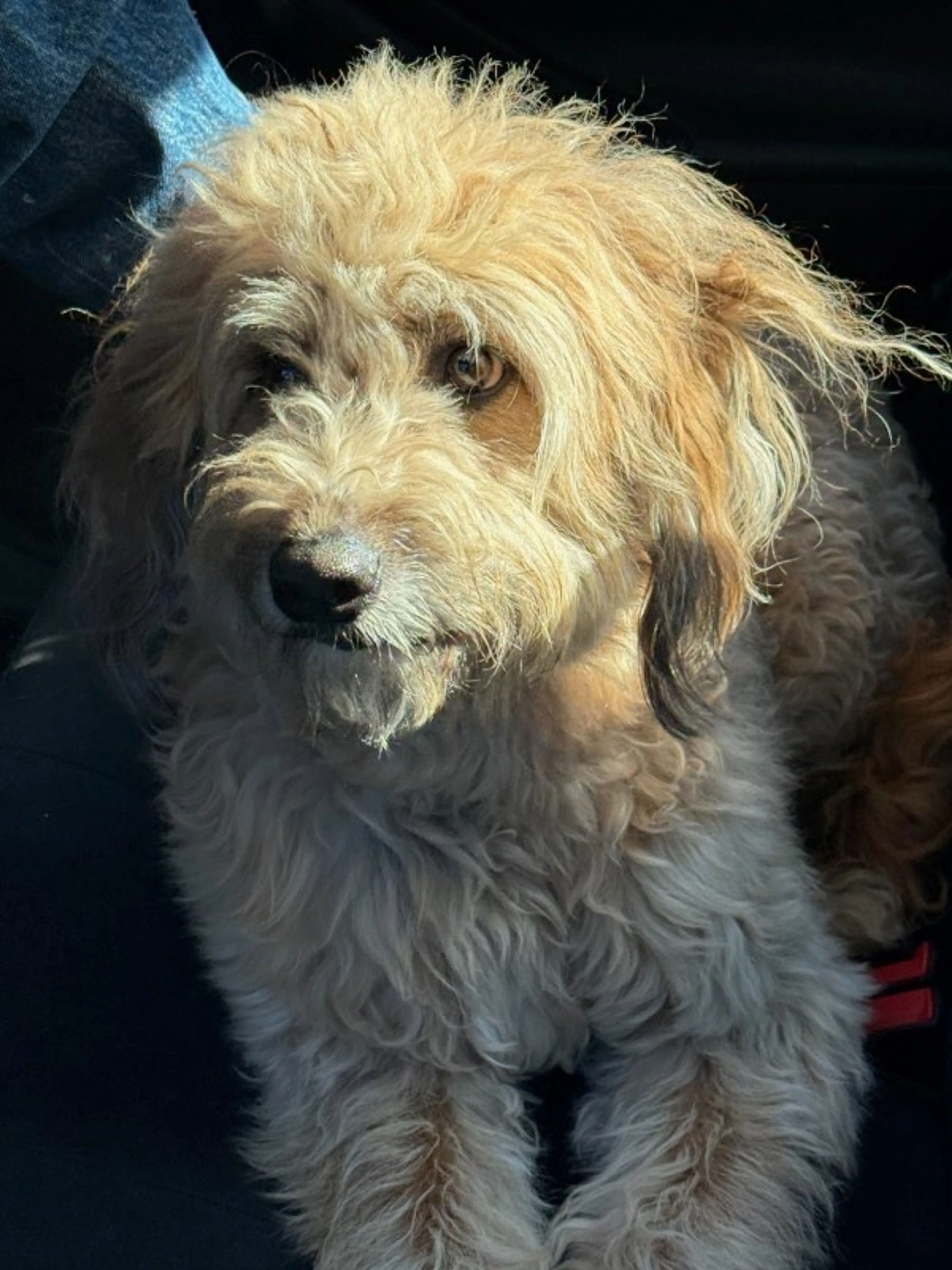 Found pet