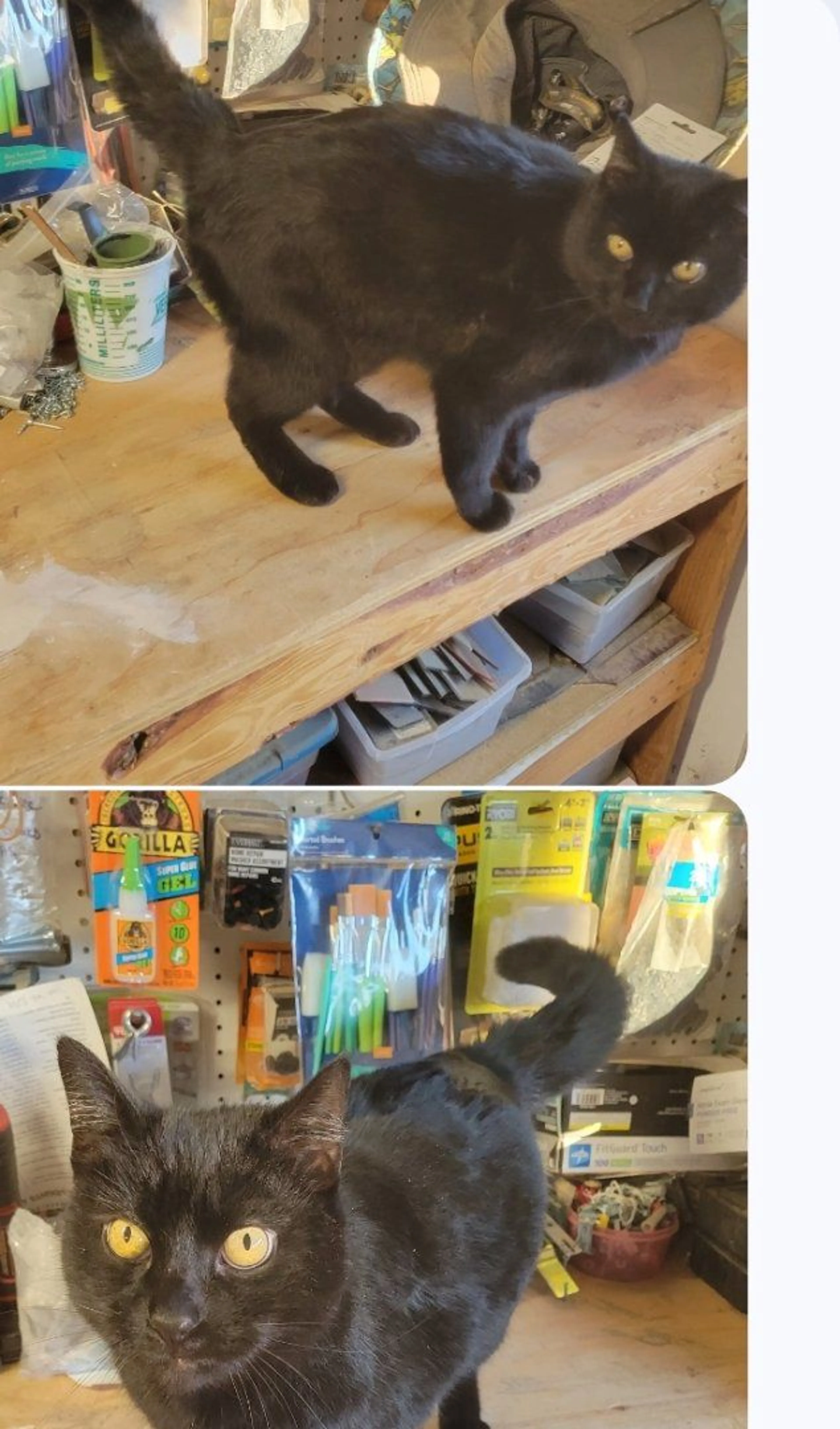 Lost pet