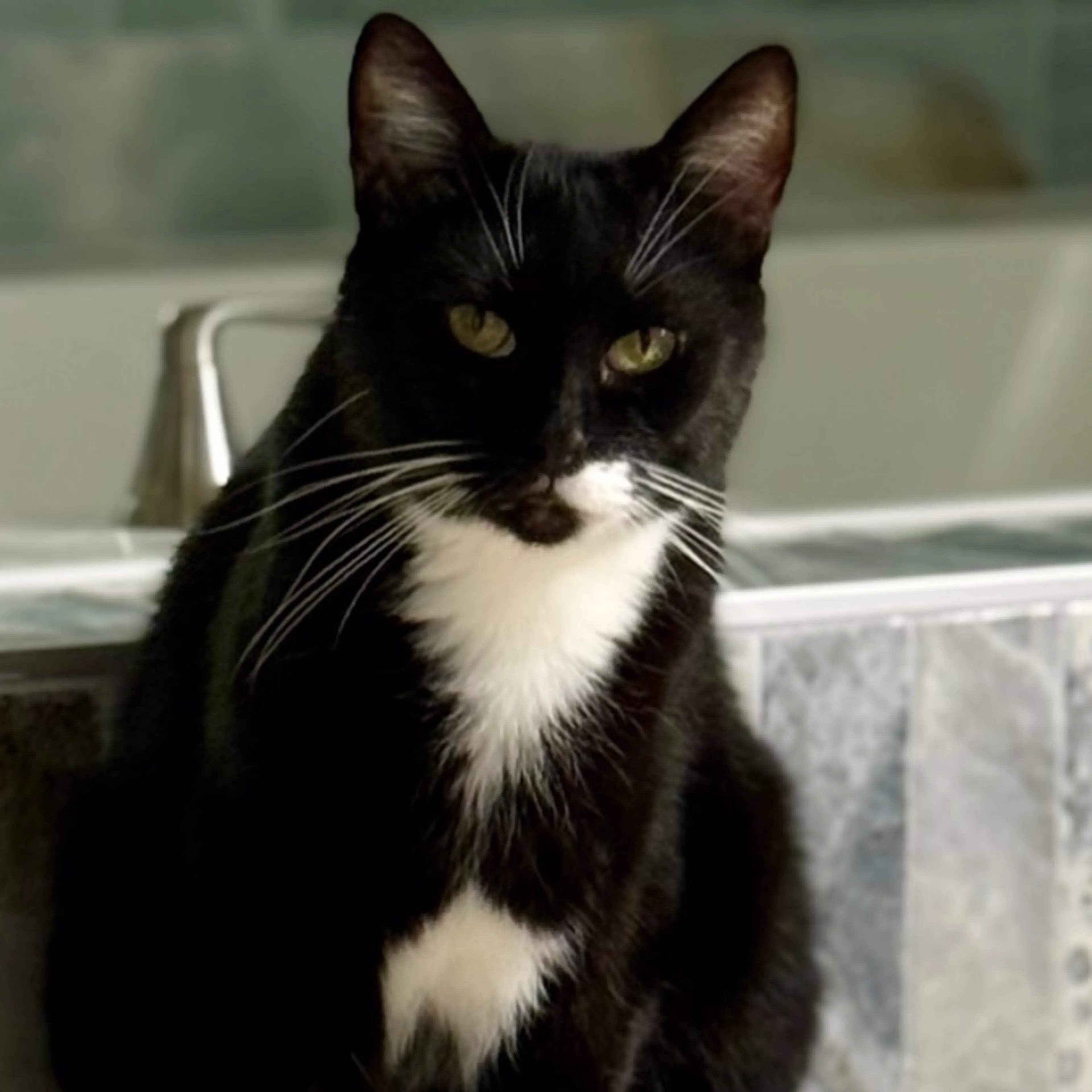 Lost pet