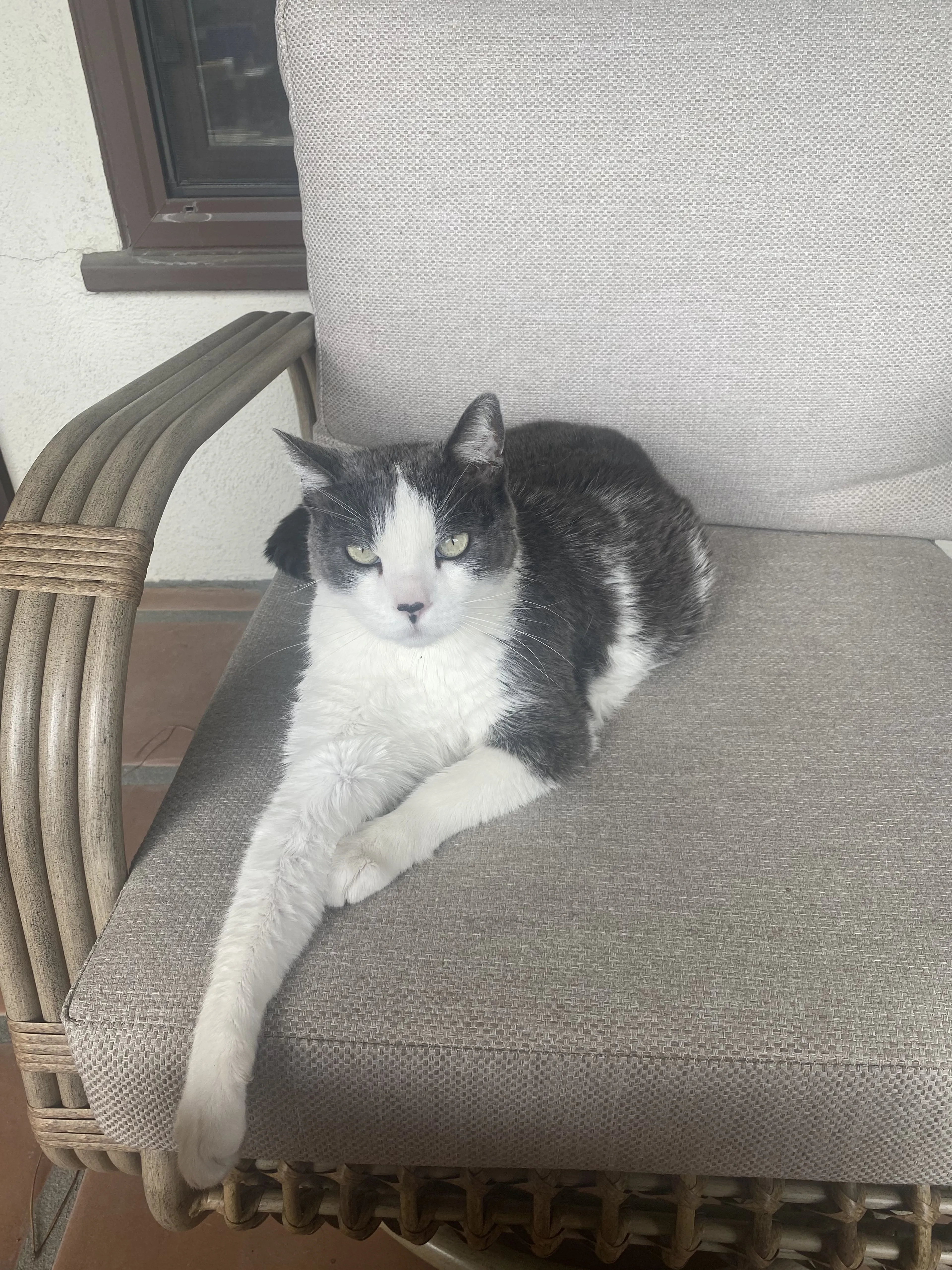 Lost pet