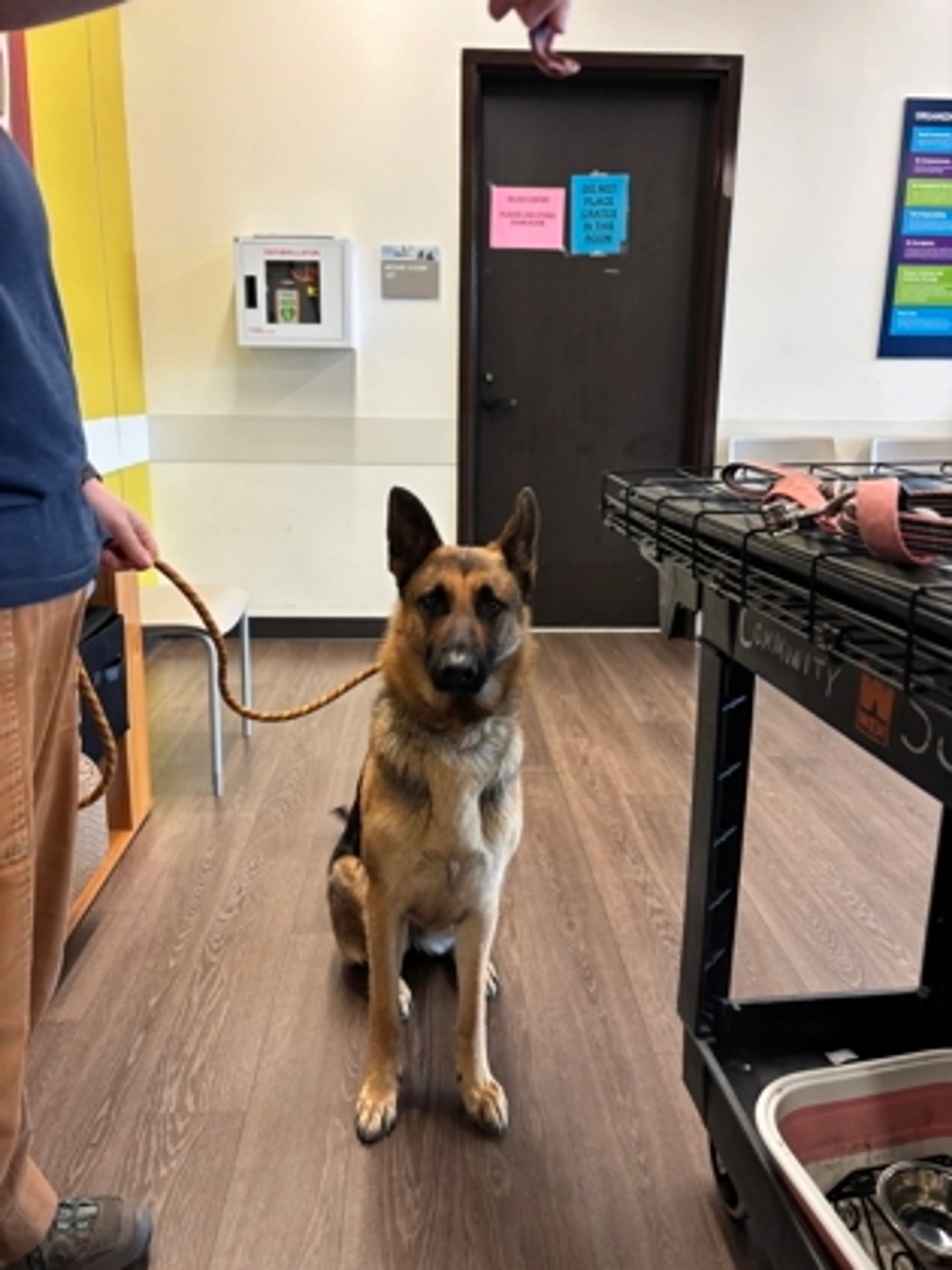 Found pet