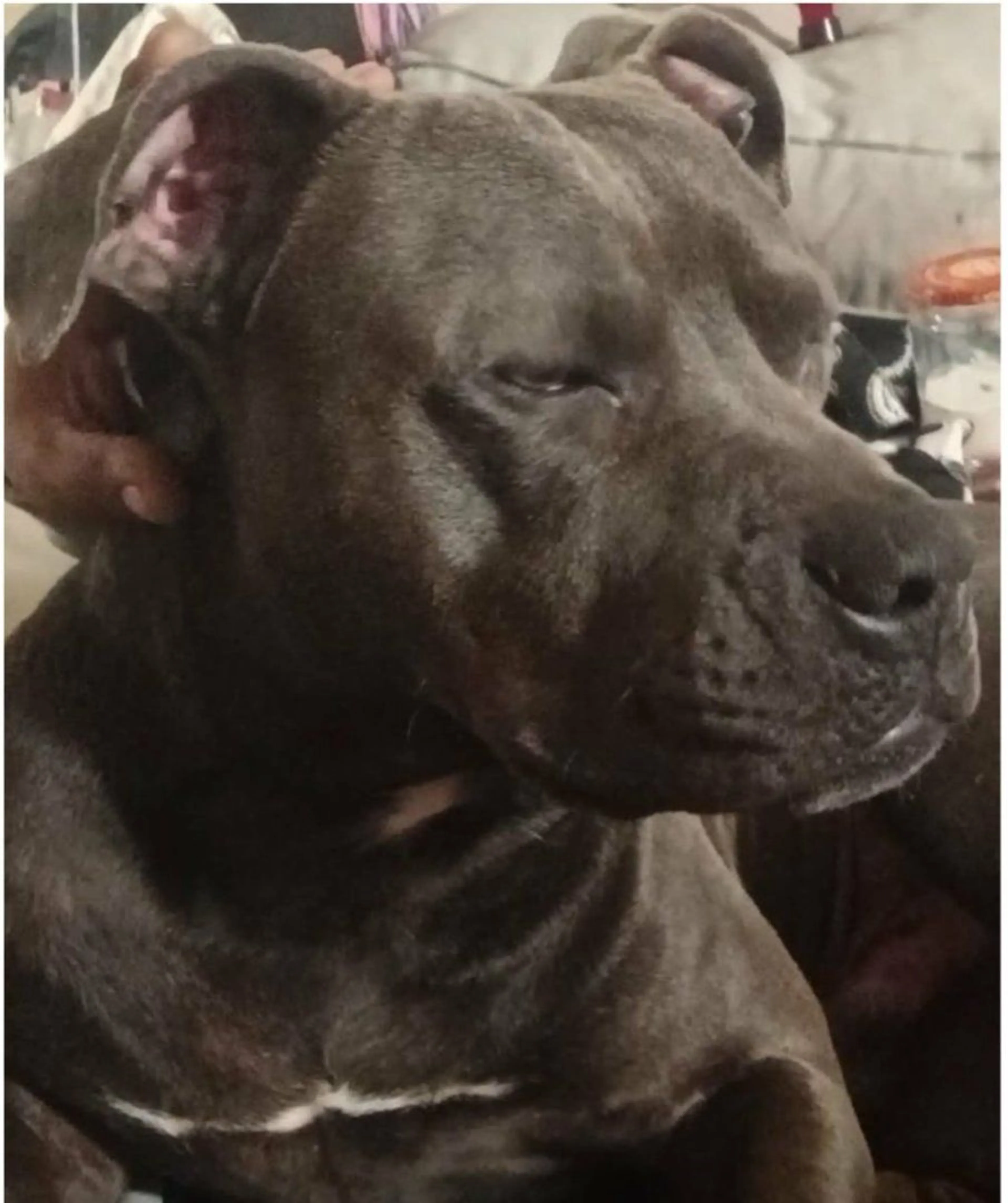 Lost pet-1