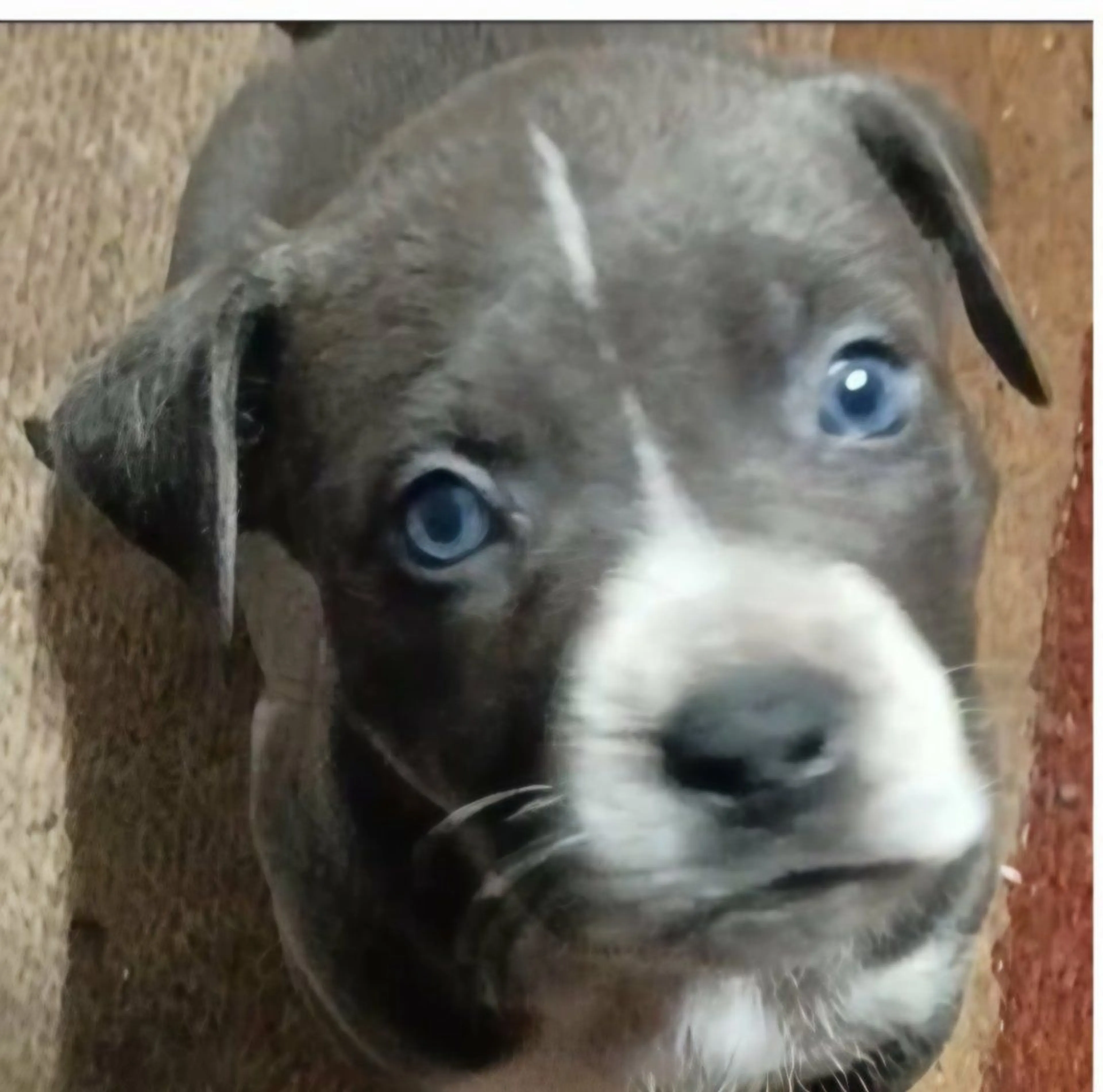 Lost pet-2