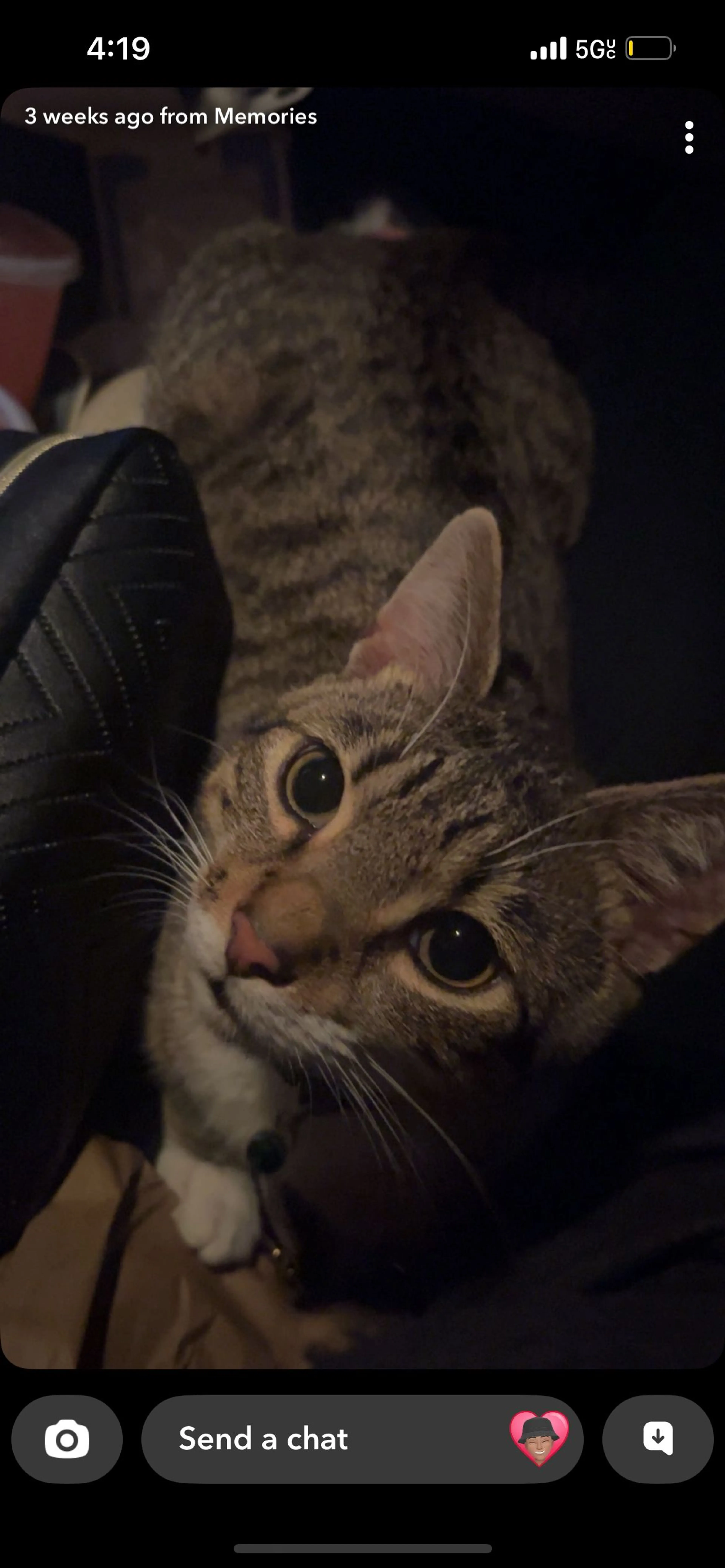 Lost pet-1