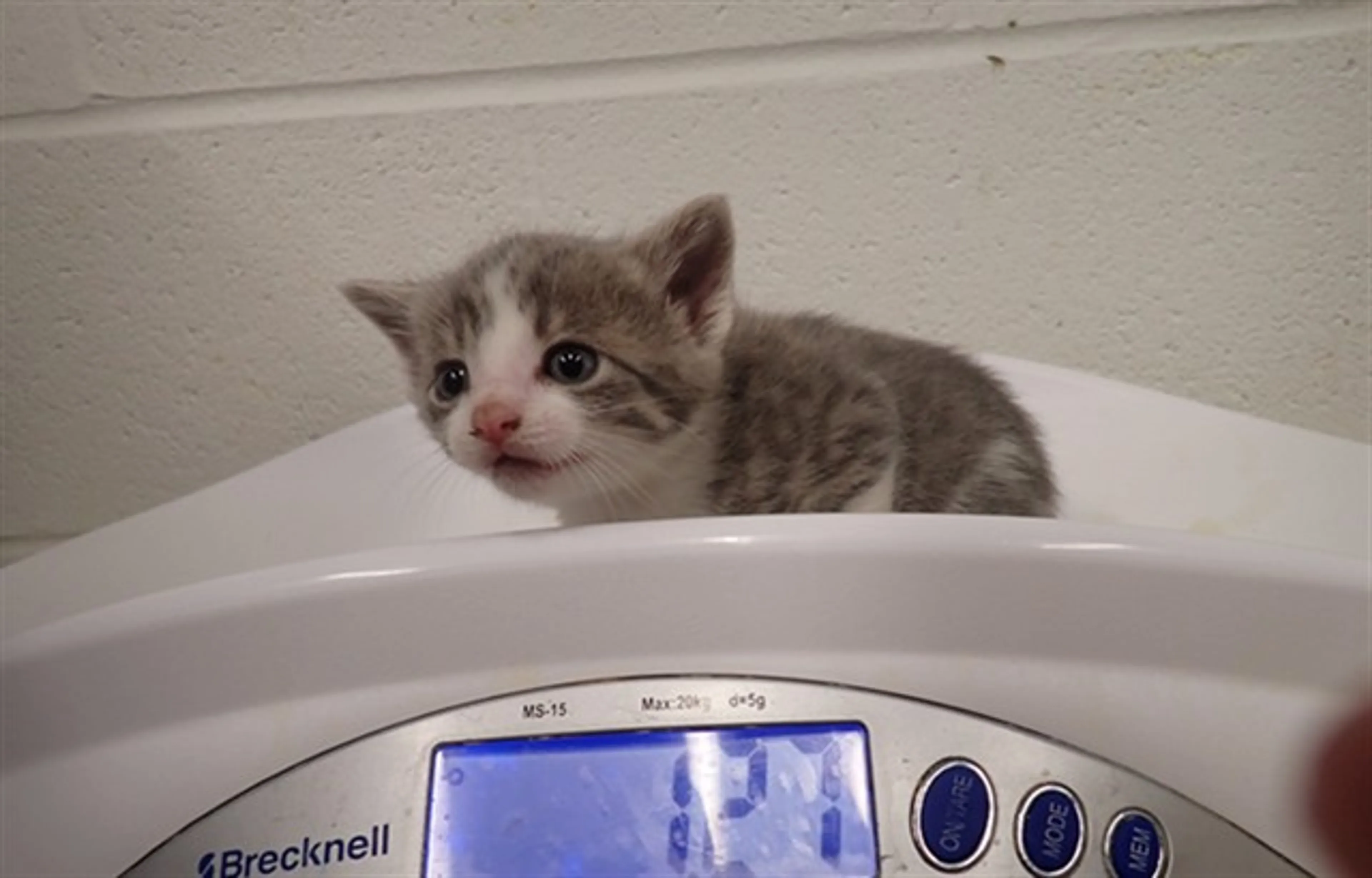 Found pet