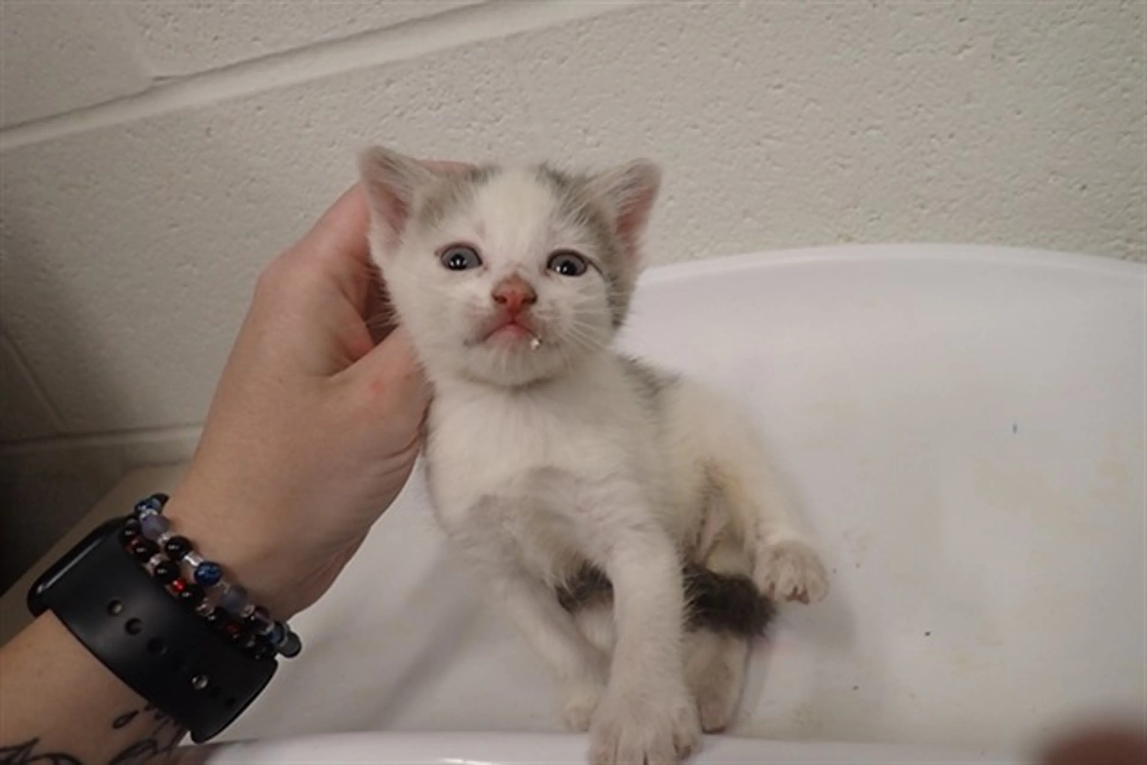 Found pet