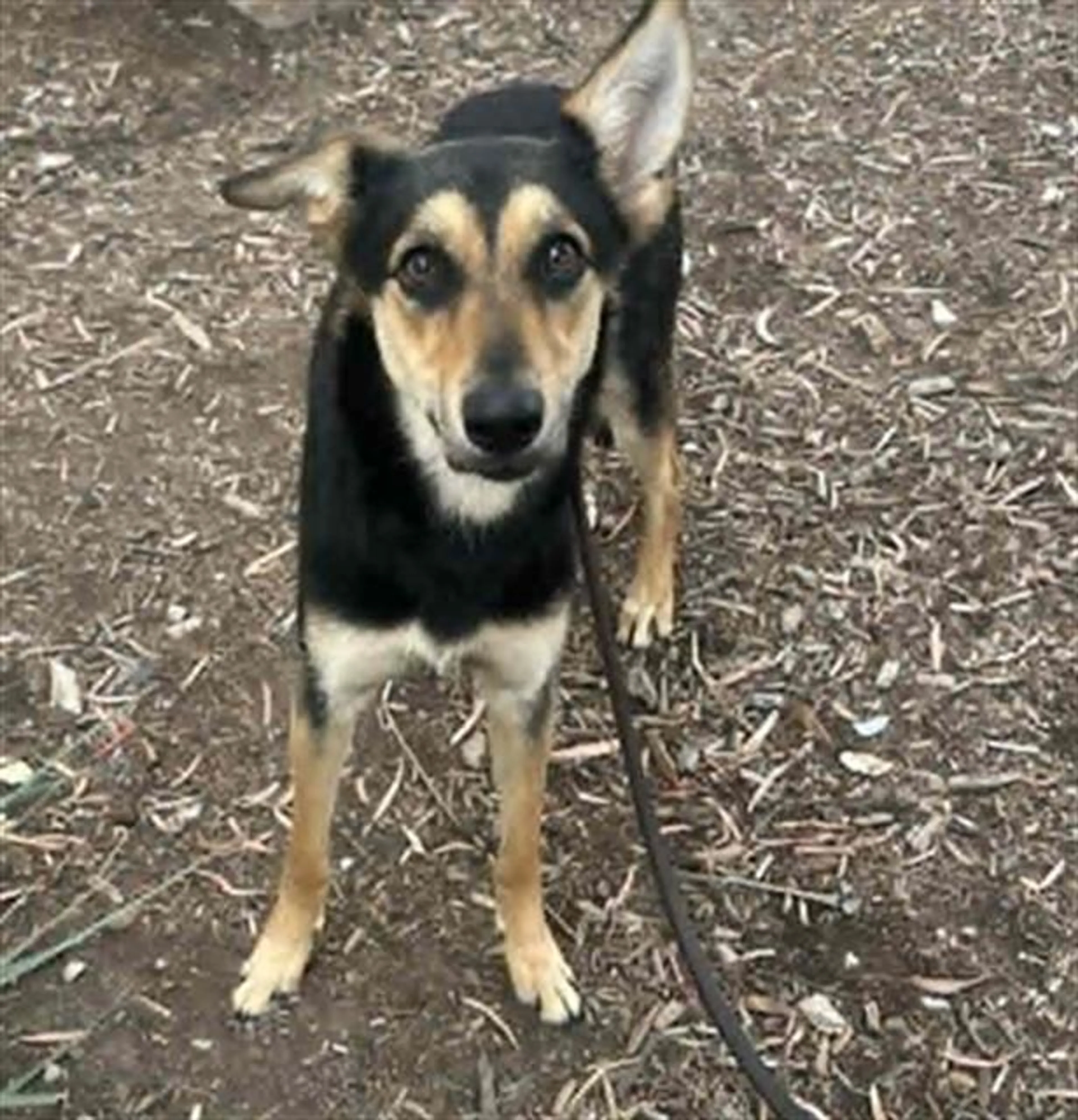 Found pet