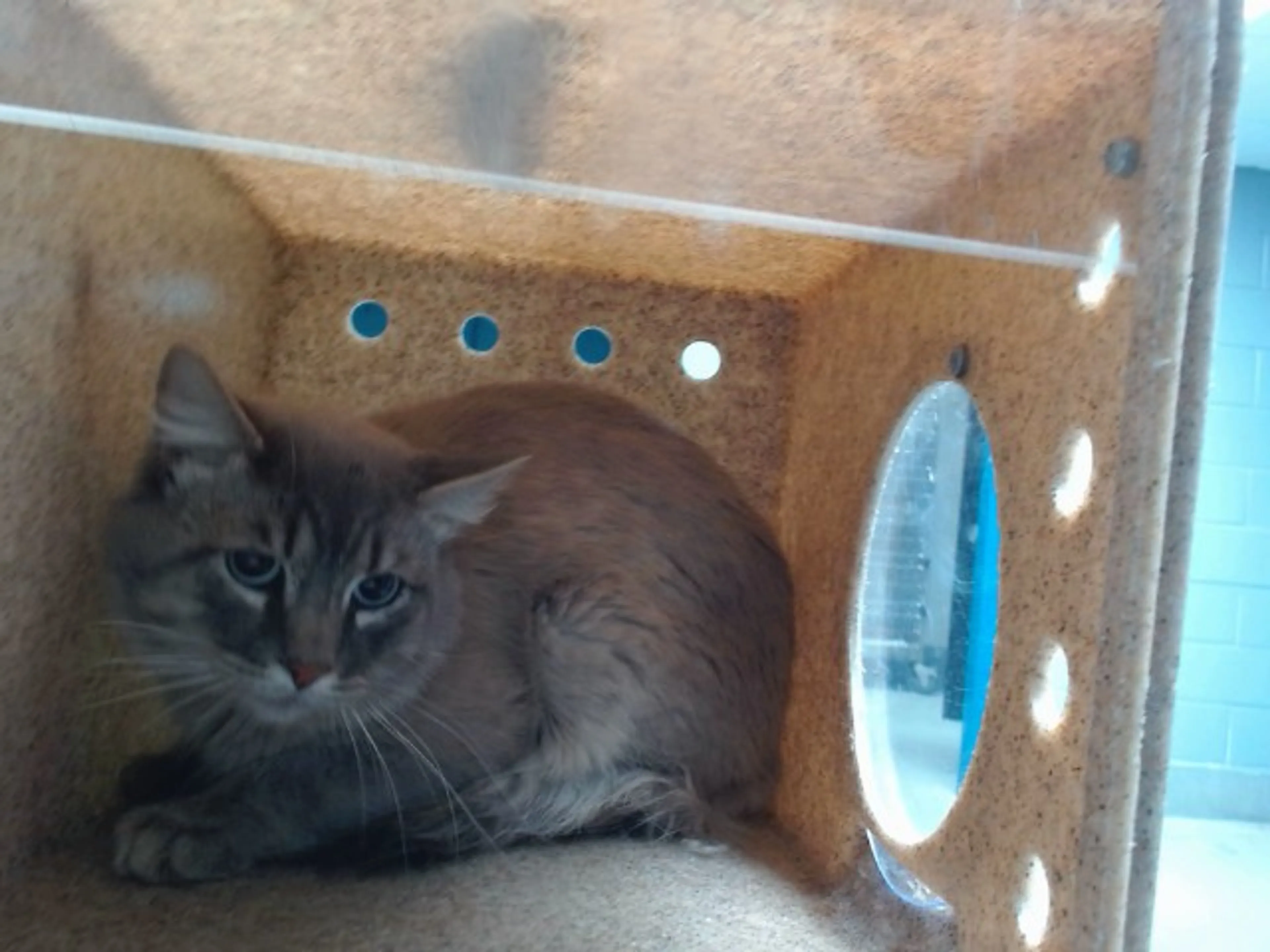Found pet
