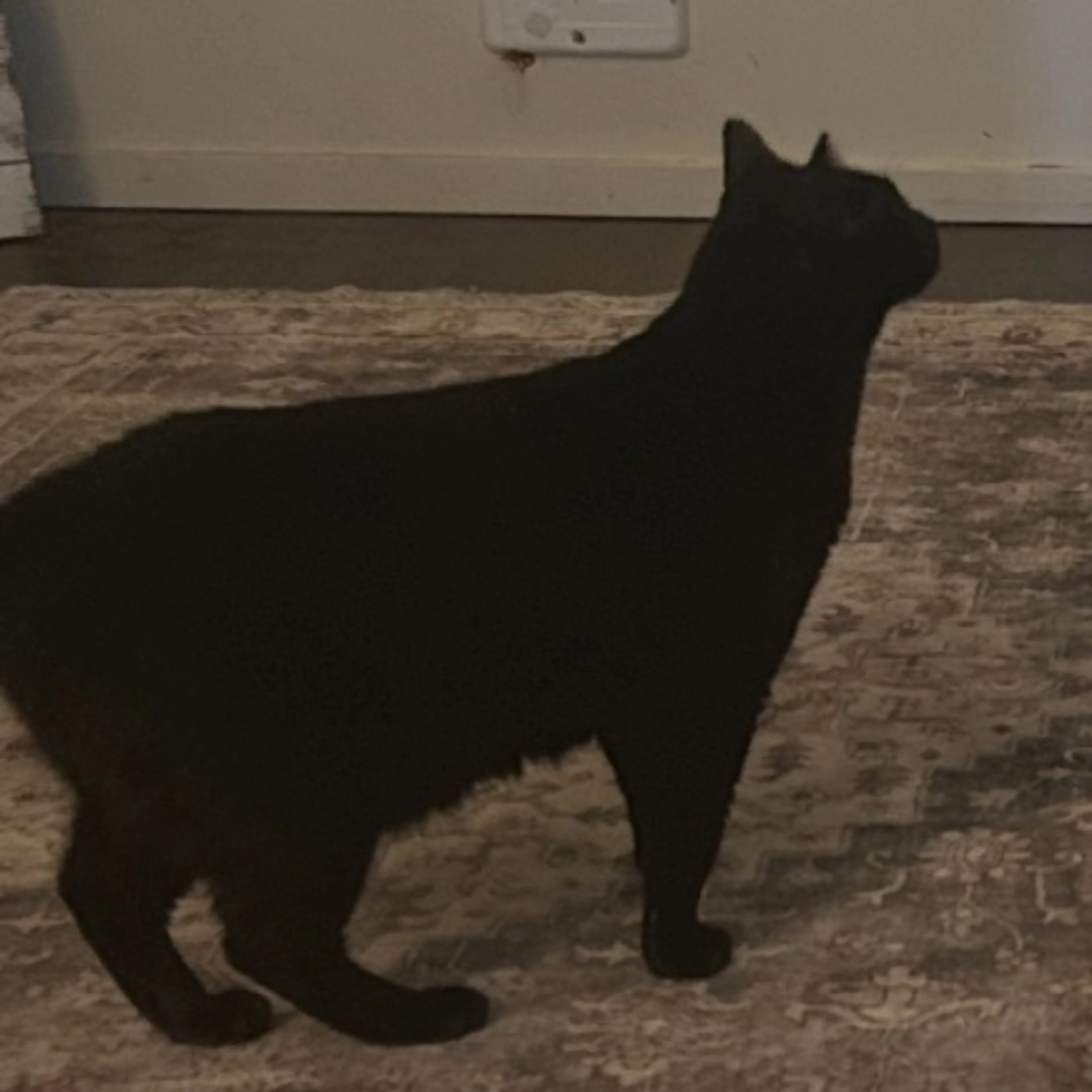 Lost pet