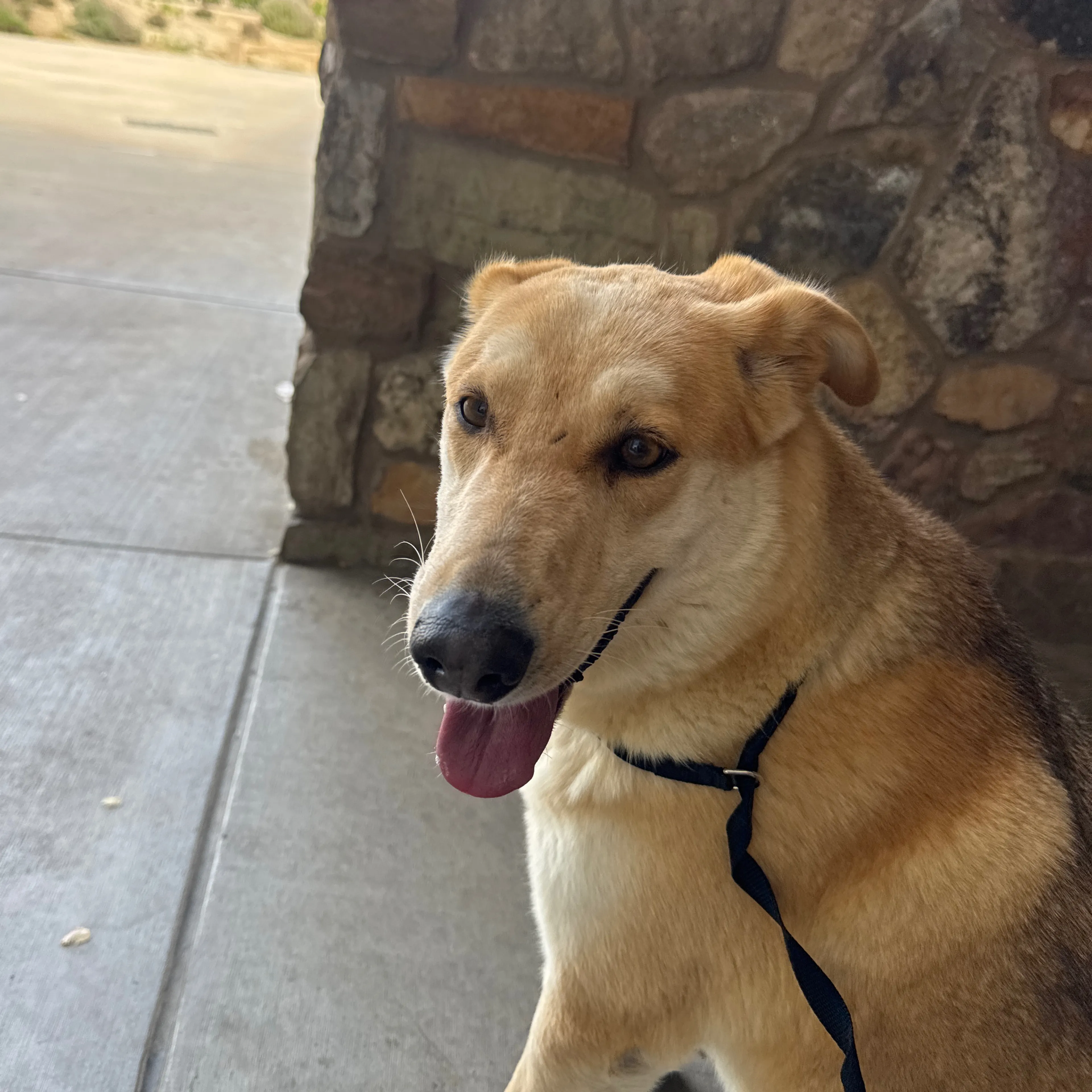 Found pet-2