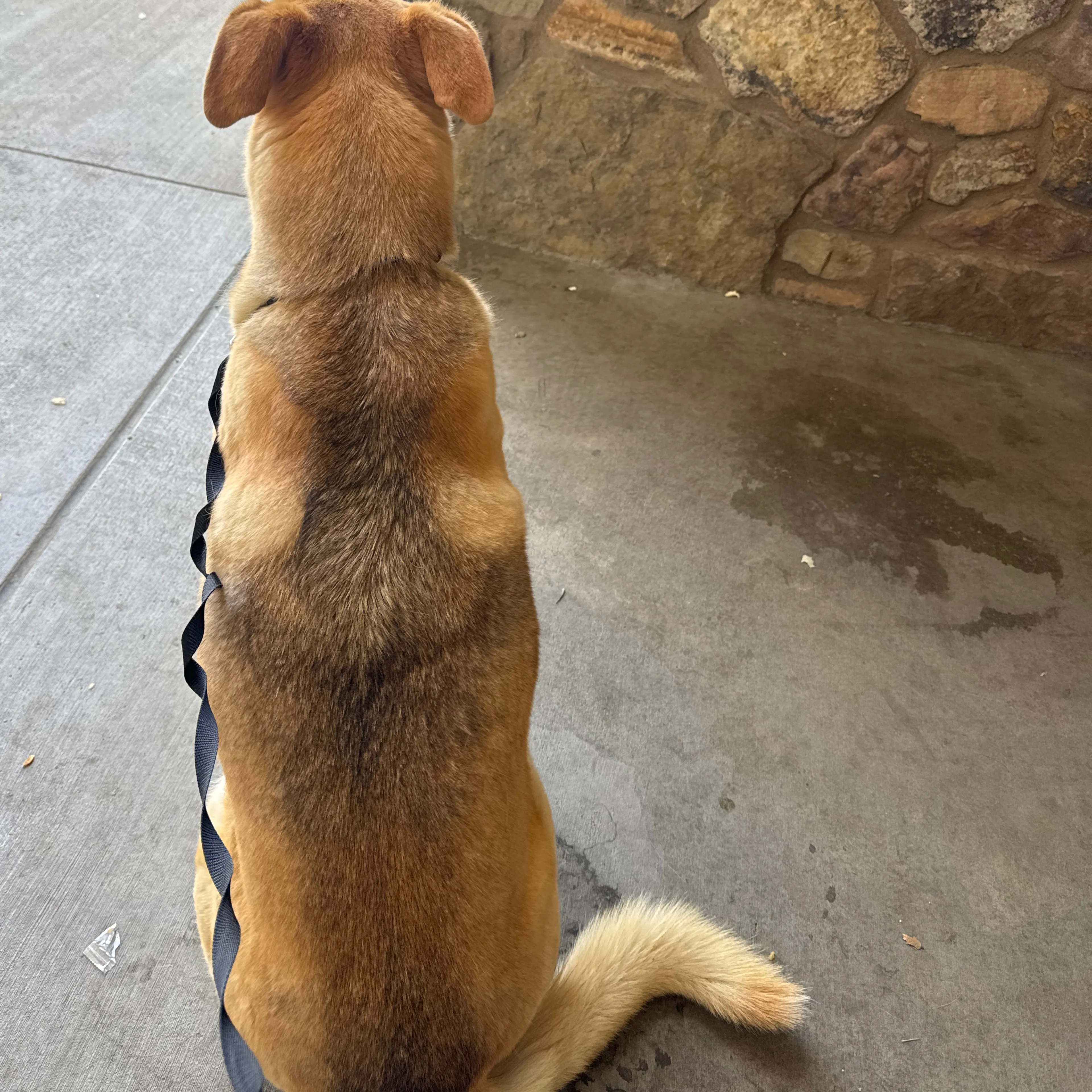Found pet-1