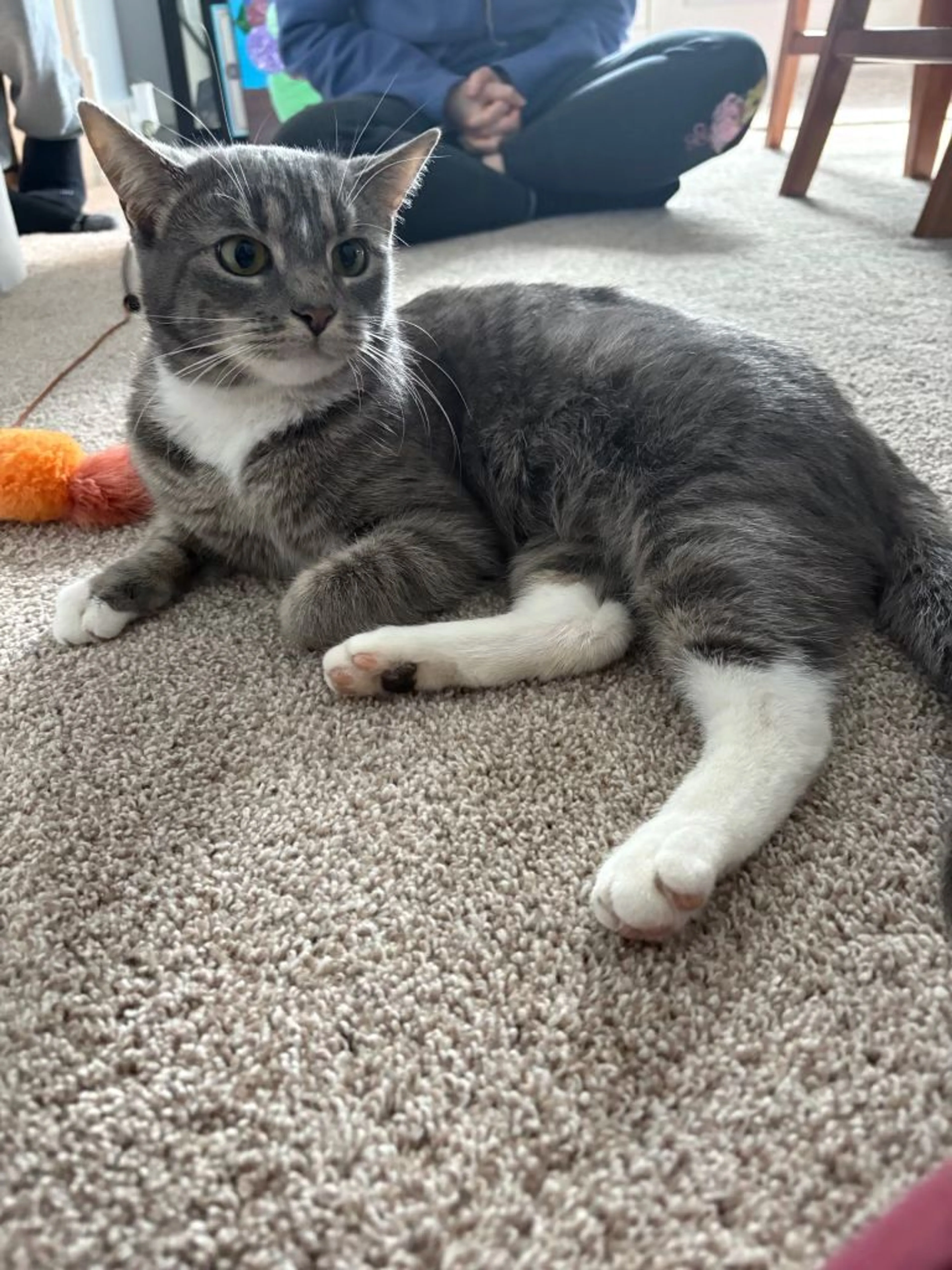 Lost pet