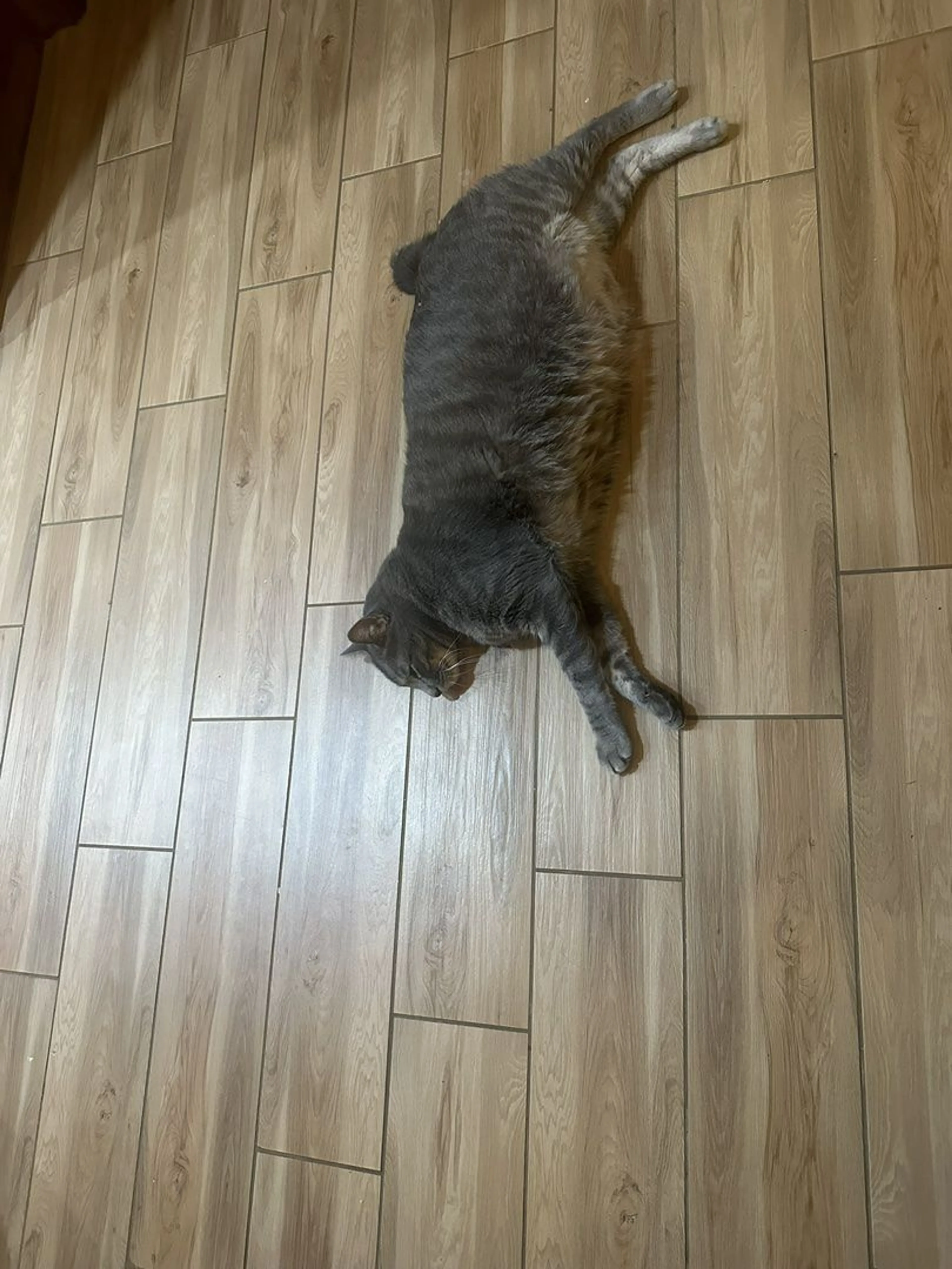 Lost pet-1