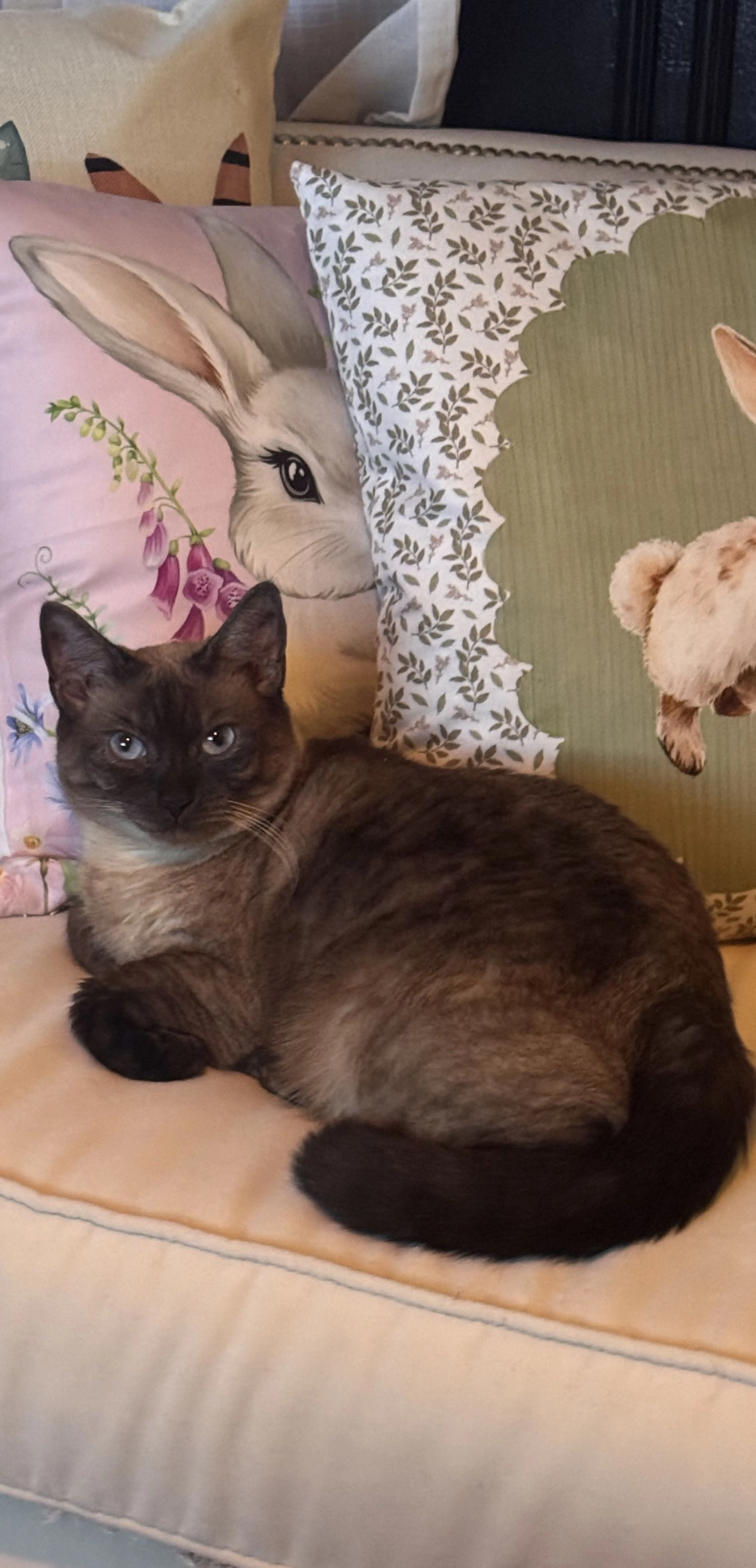 Lost pet