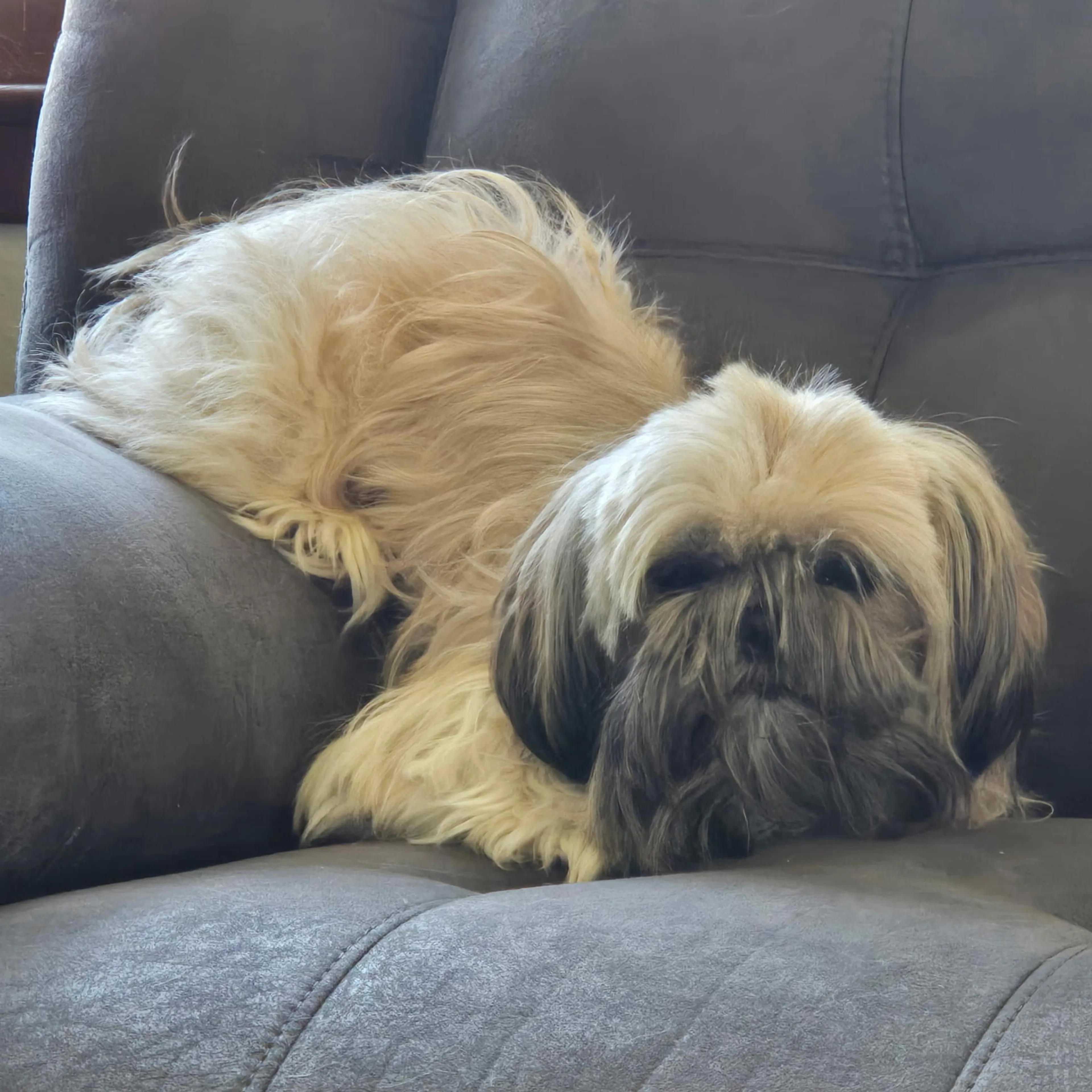 Lost pet-1