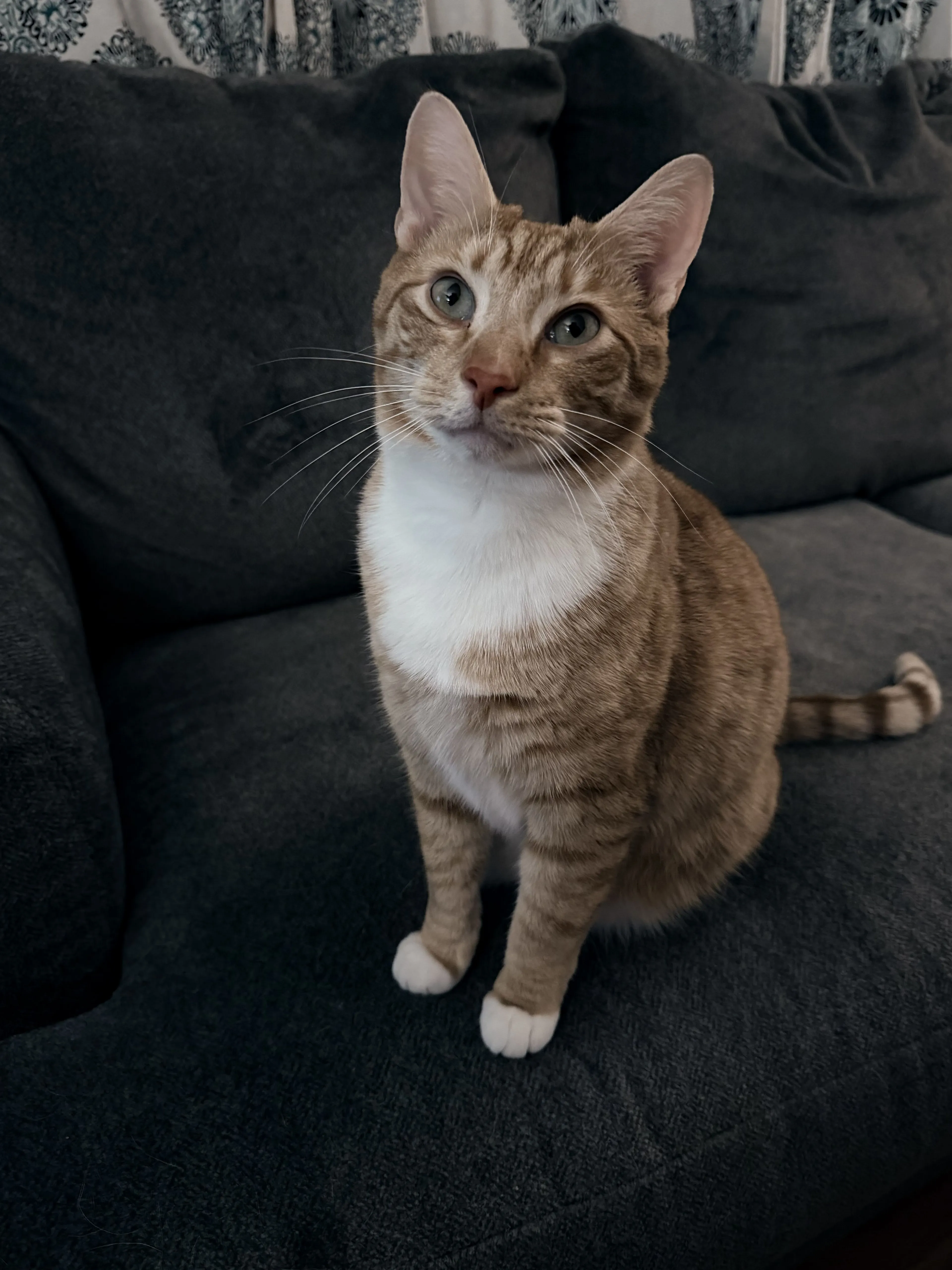 Lost pet-1
