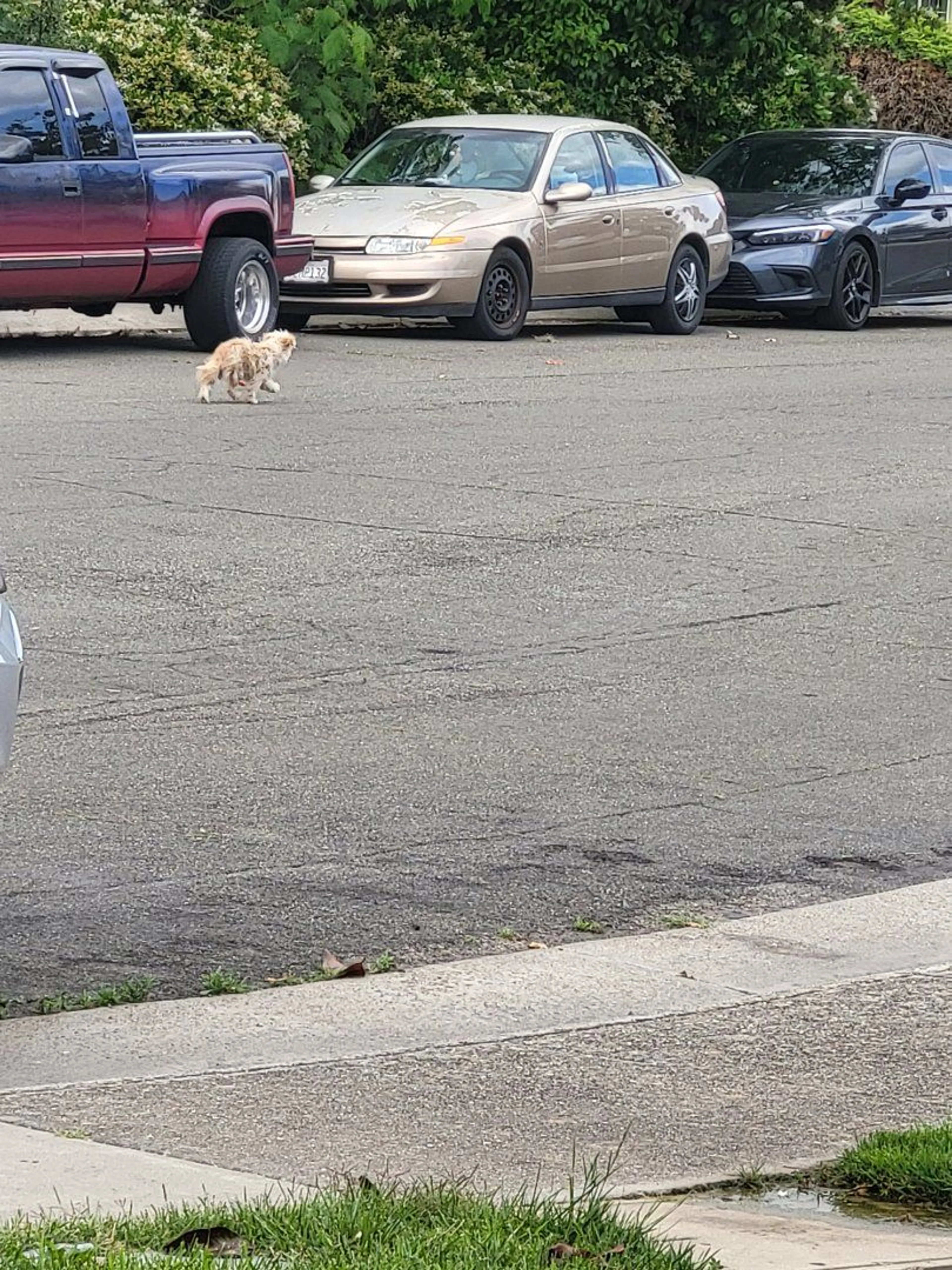 Lost pet-0