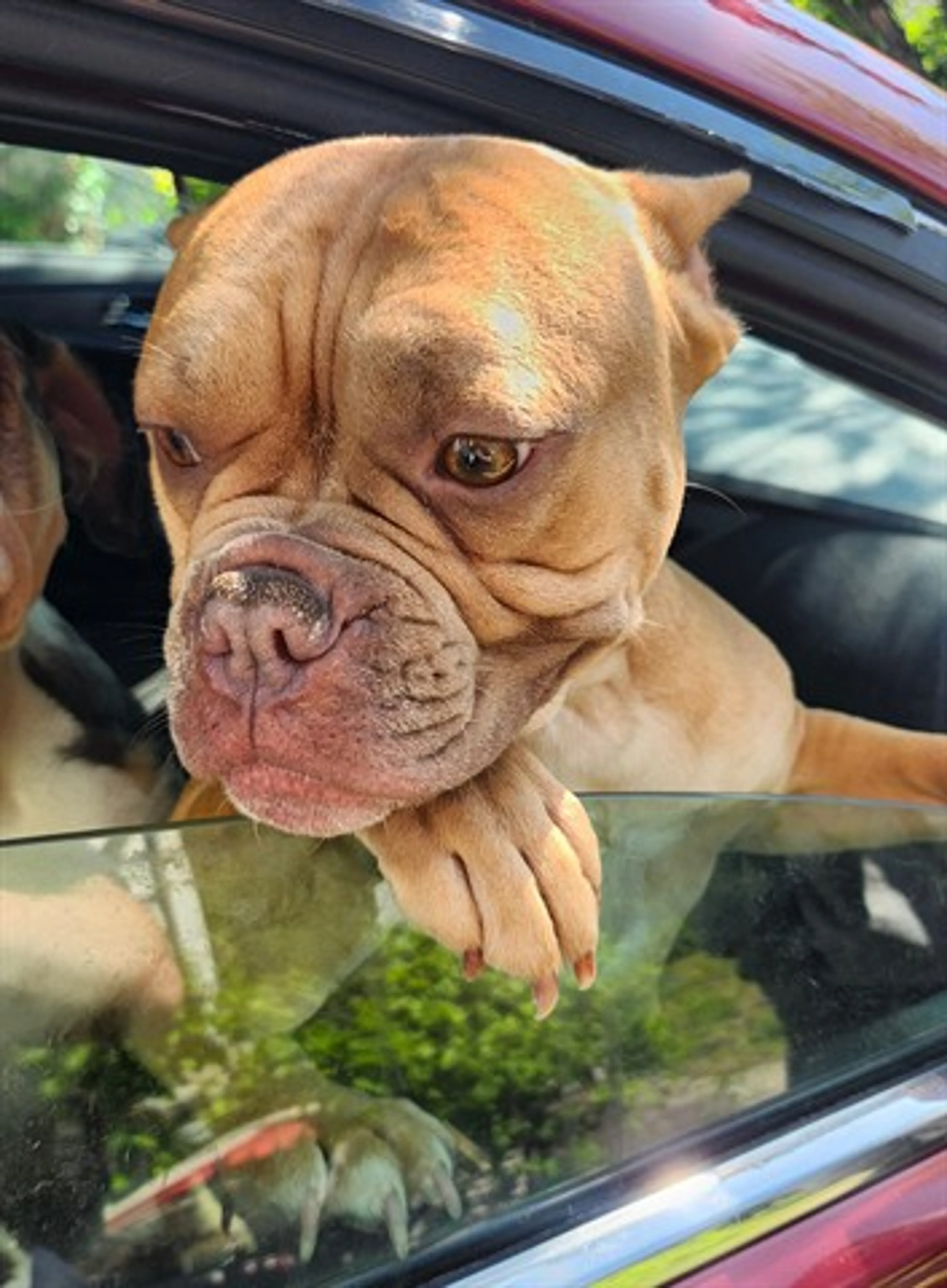 Found pet