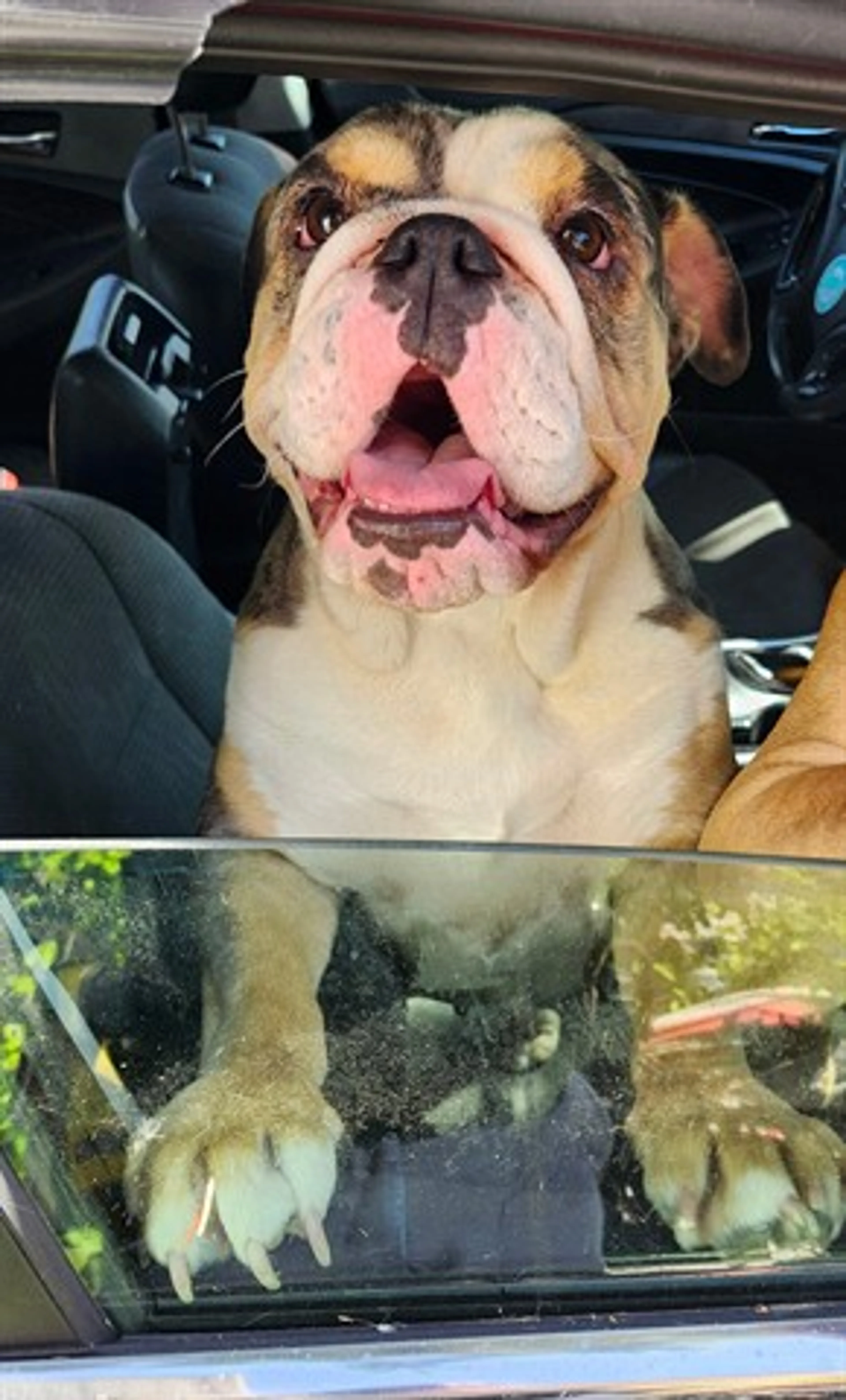 Found pet