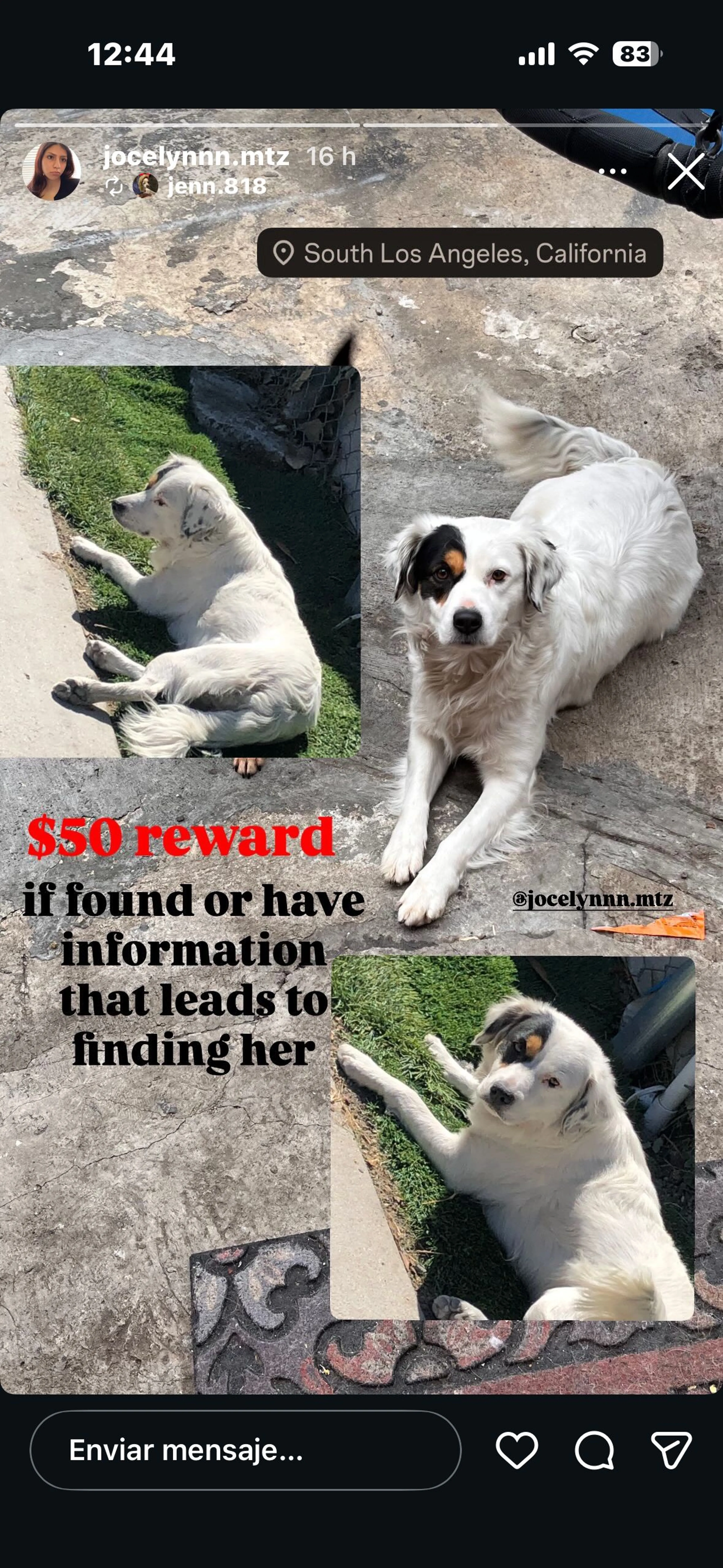 Lost pet-0