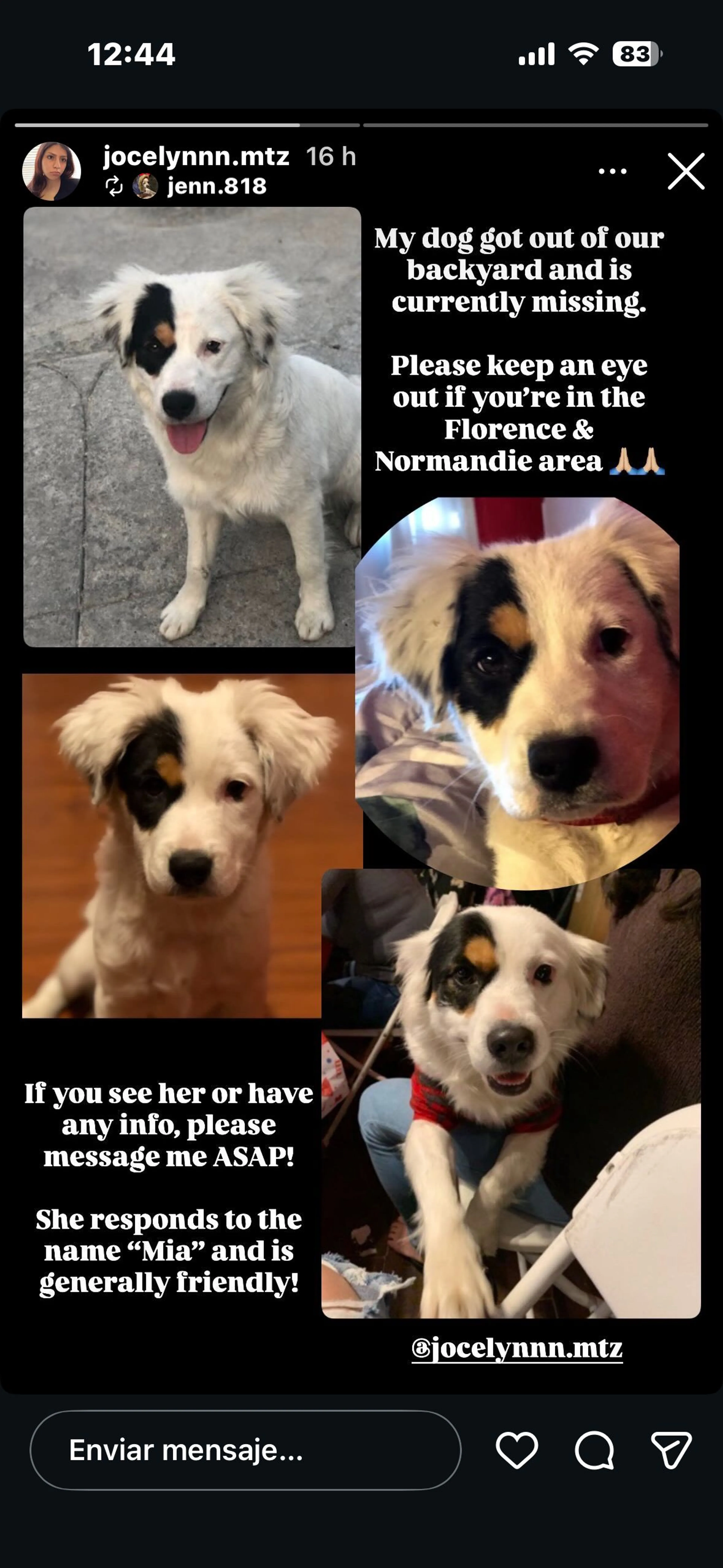 Lost pet-1
