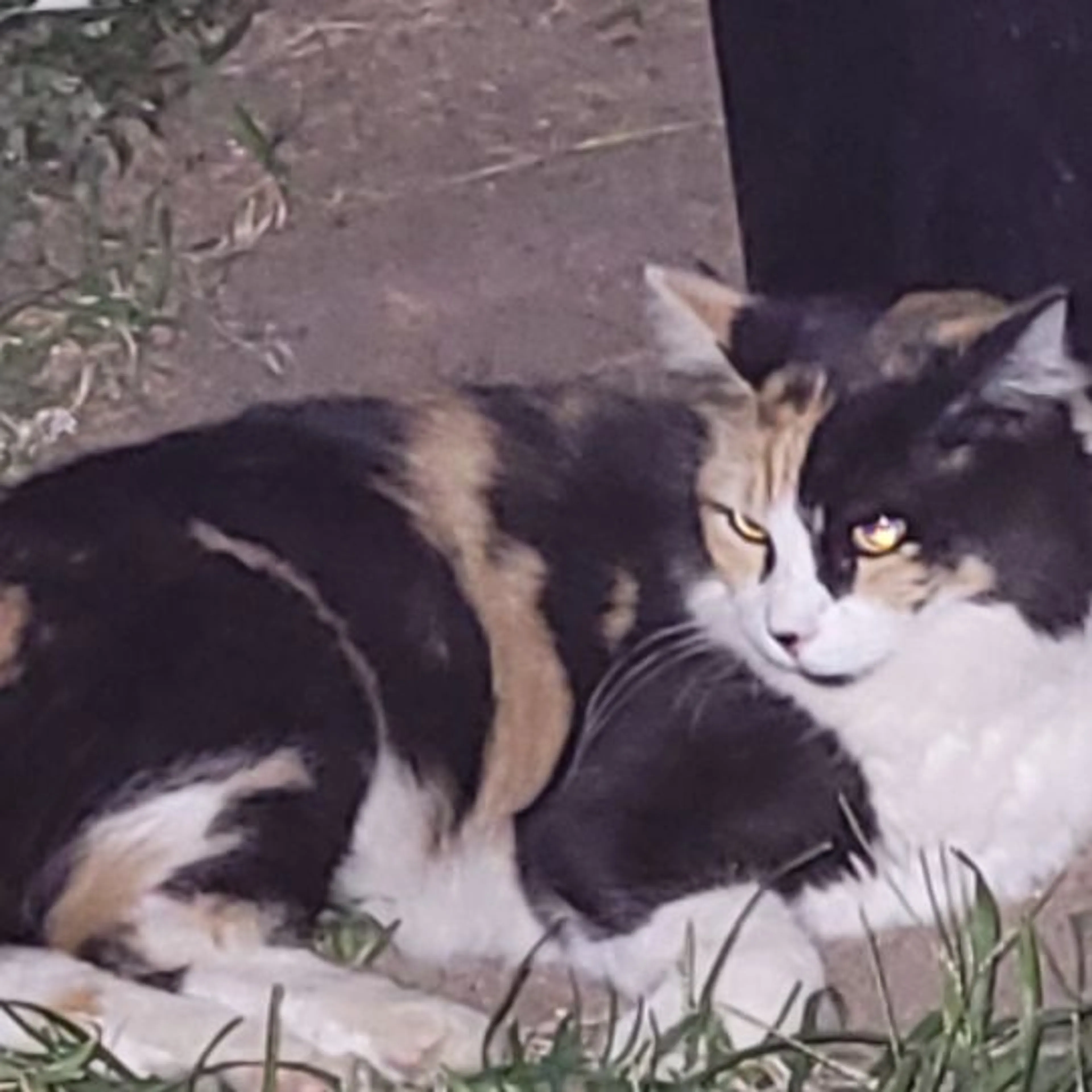 Lost pet