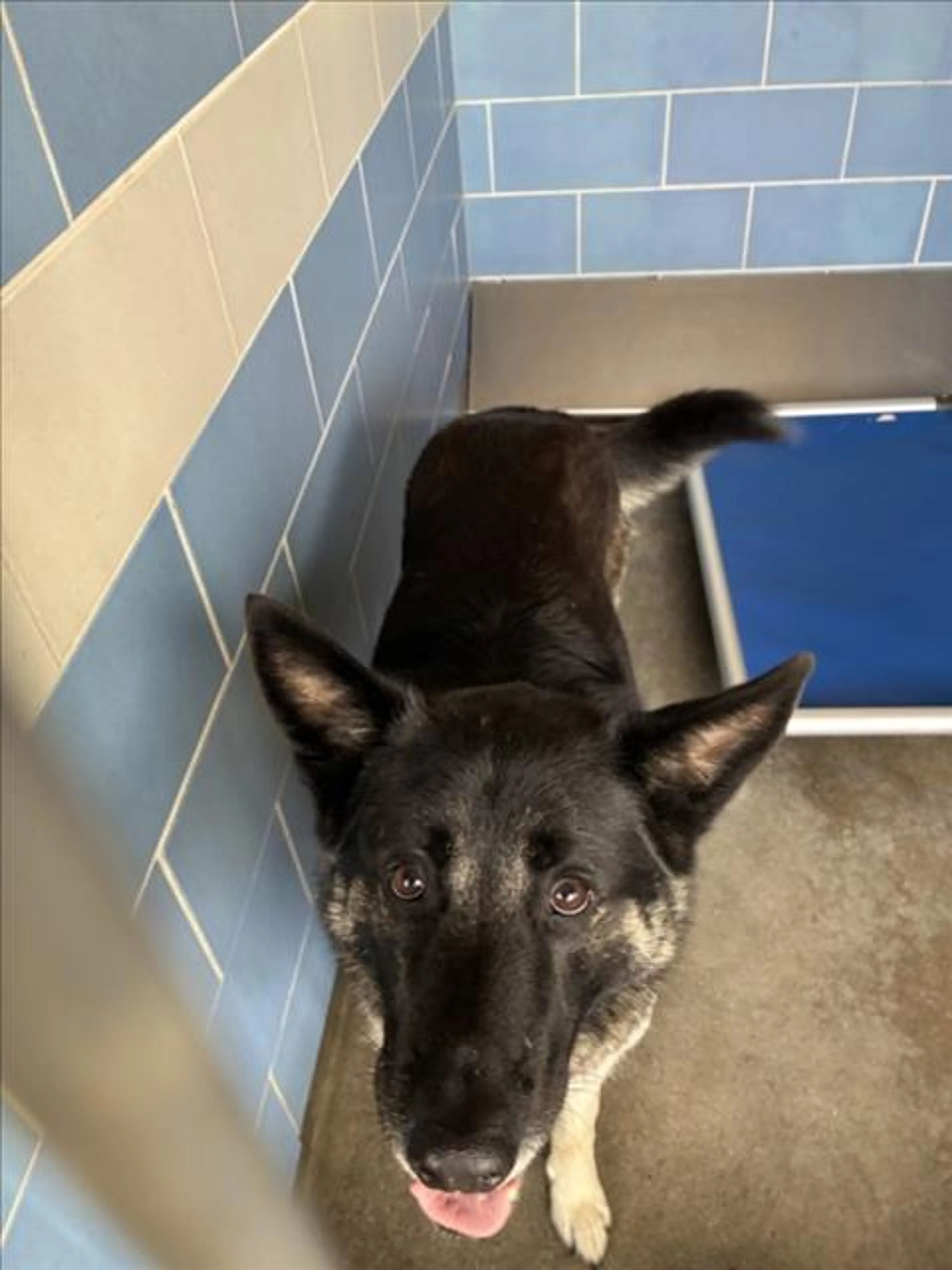 Found pet