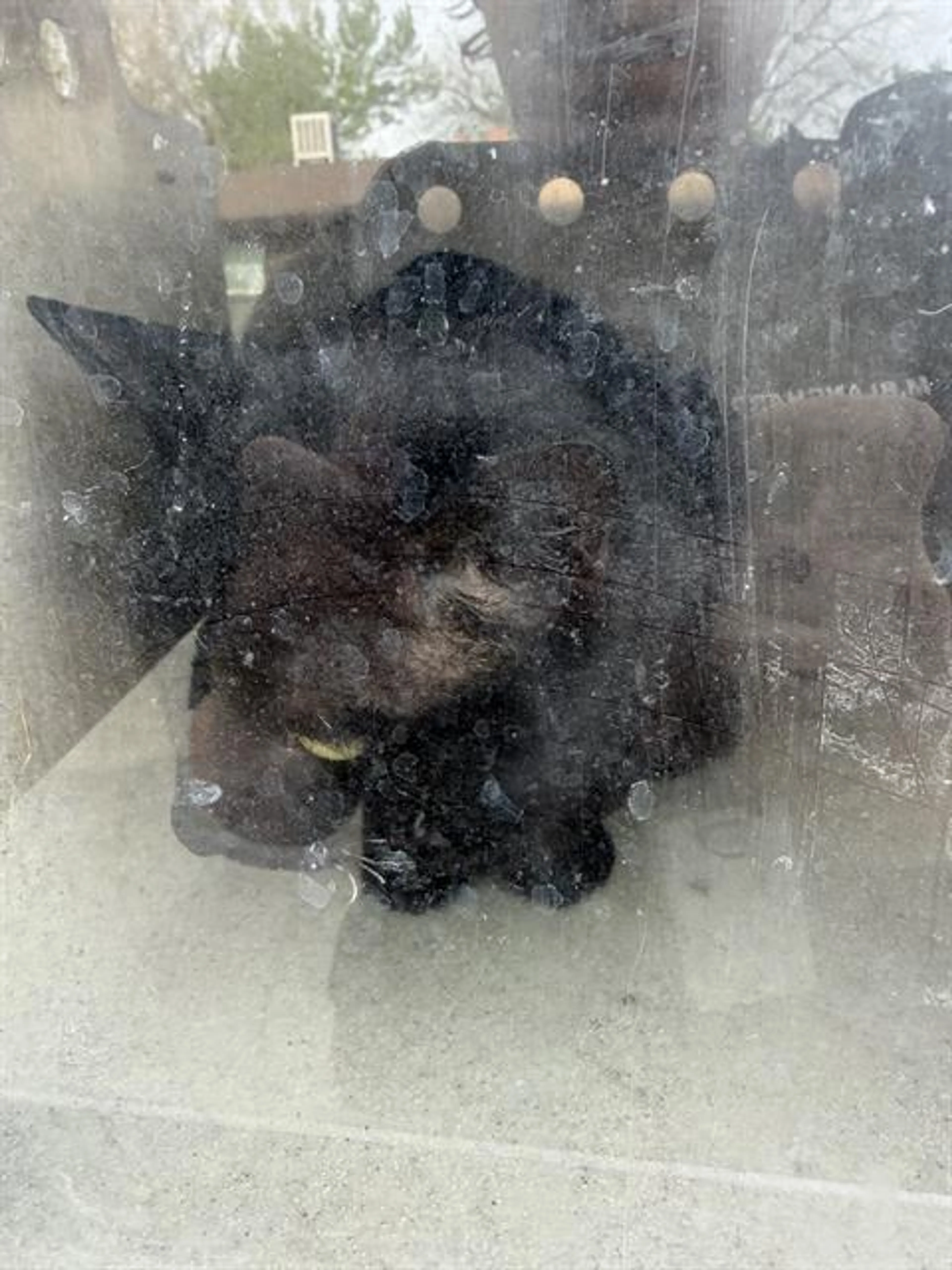 Found pet