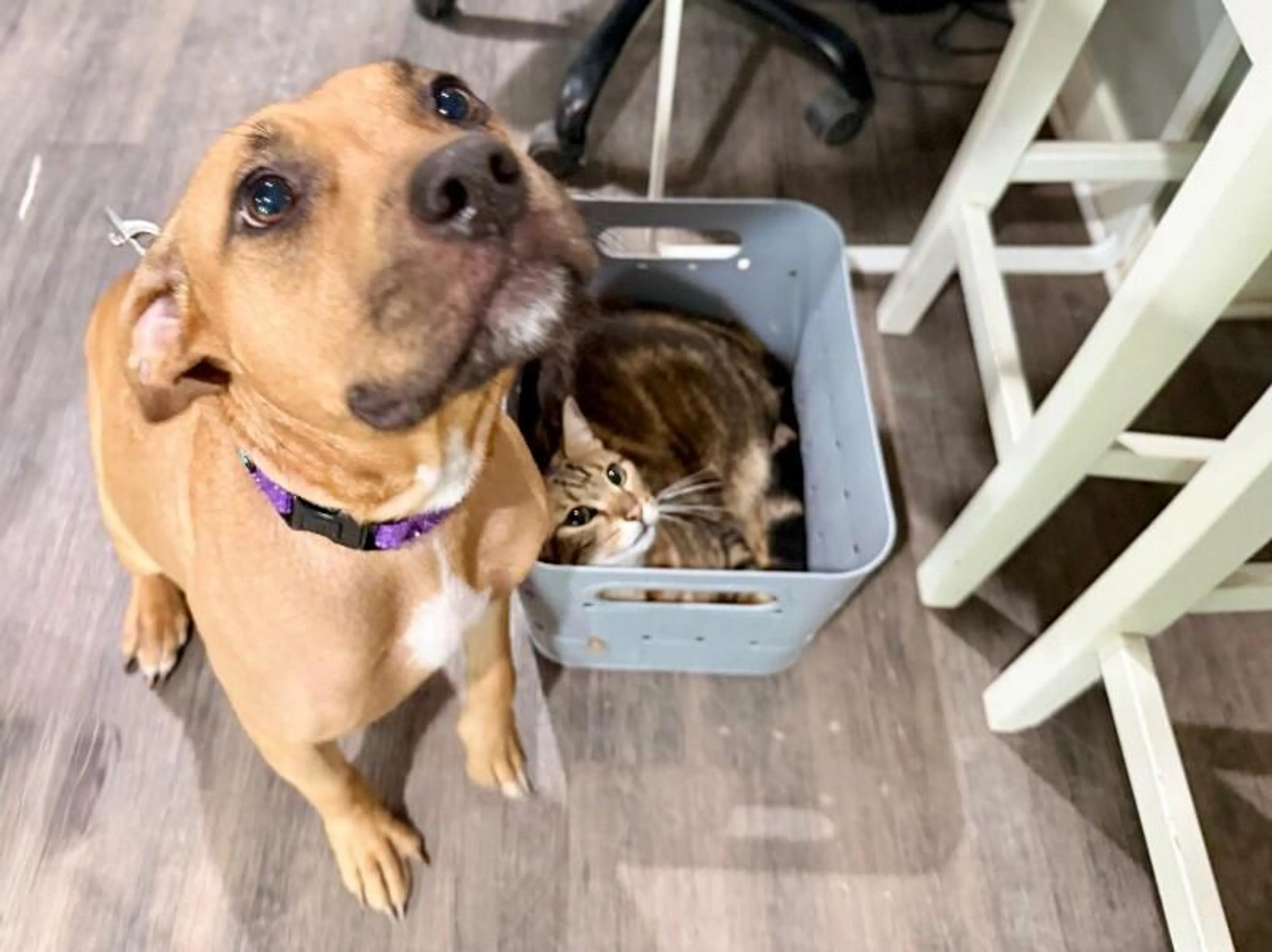 Found pet-4