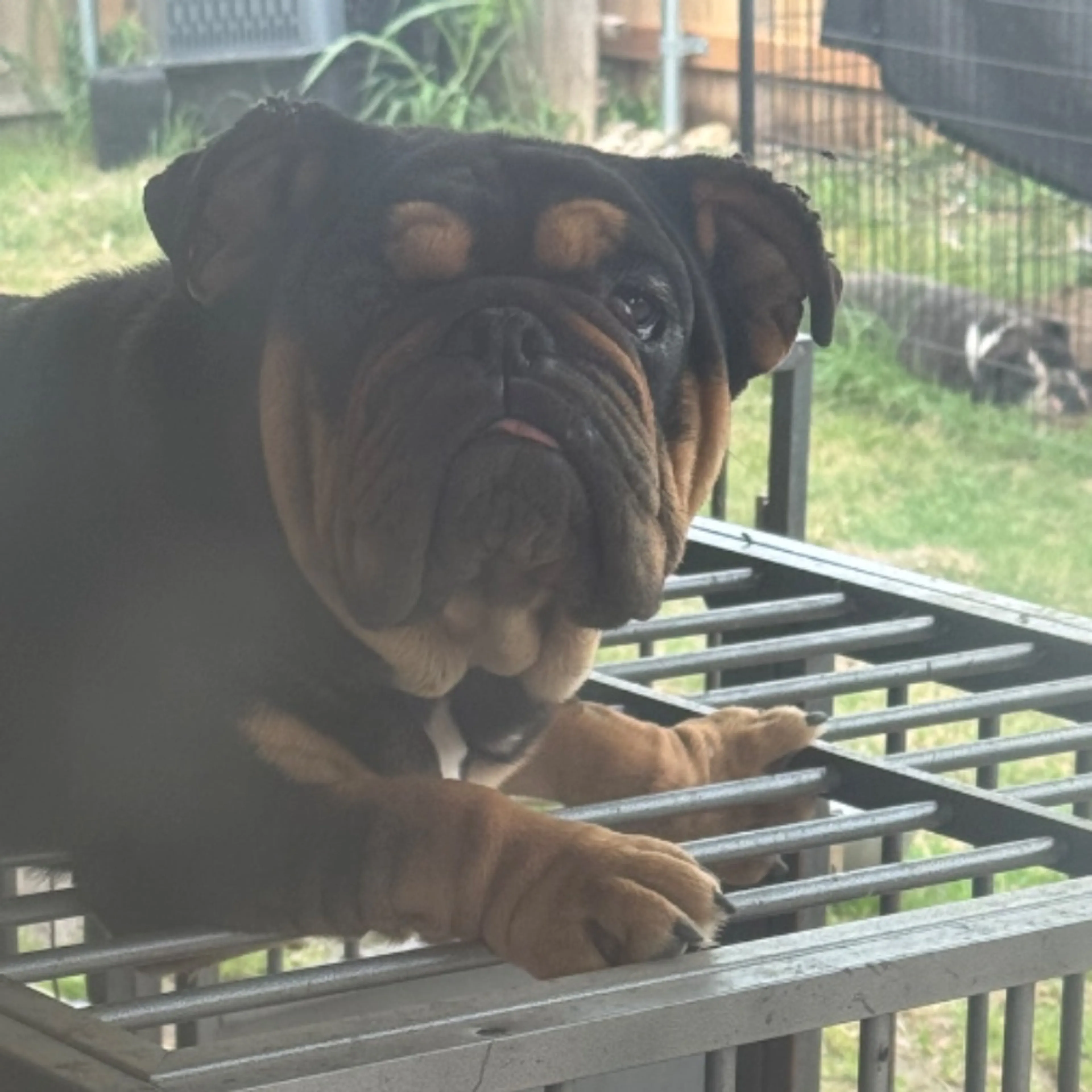 Lost pet