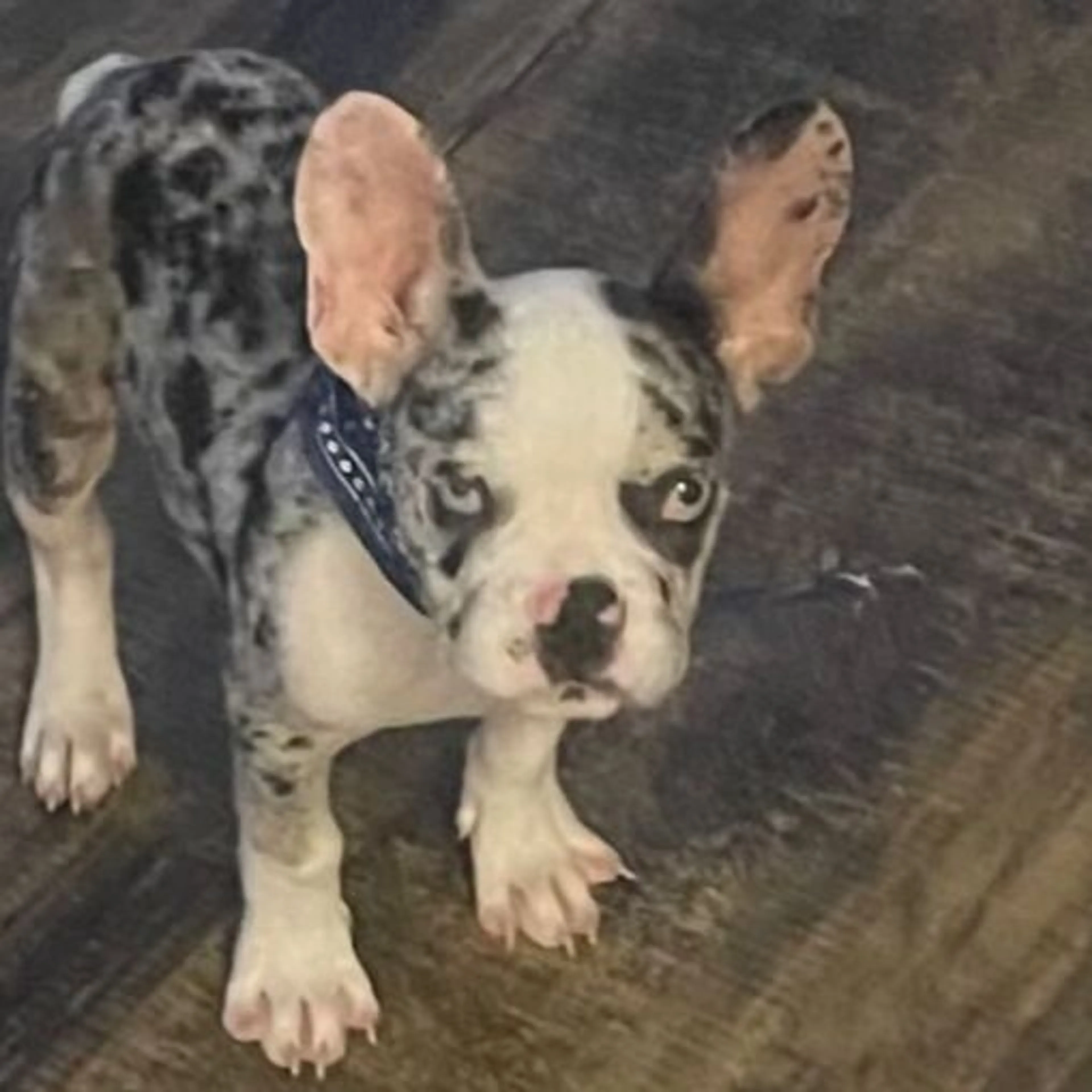 Lost pet