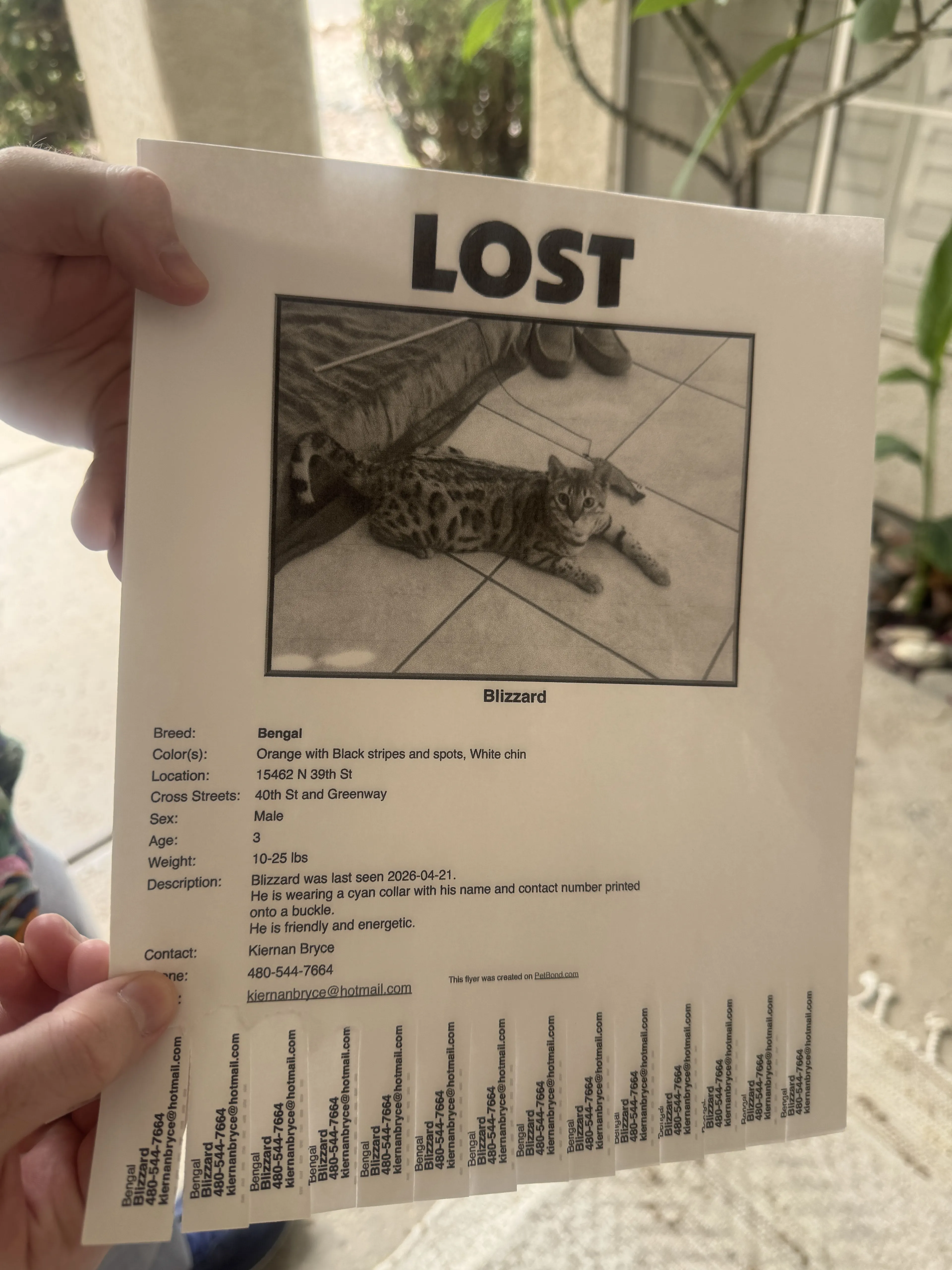 Lost pet