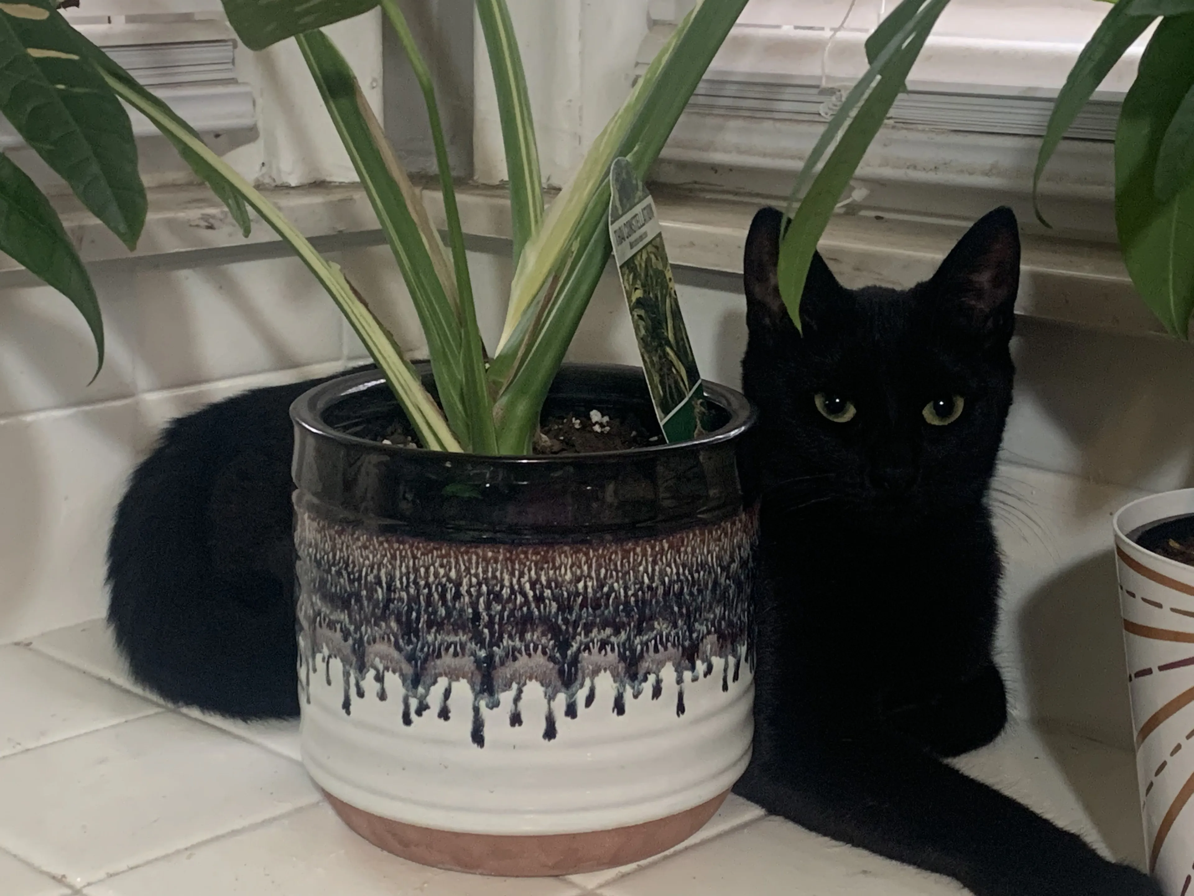 Lost pet-0