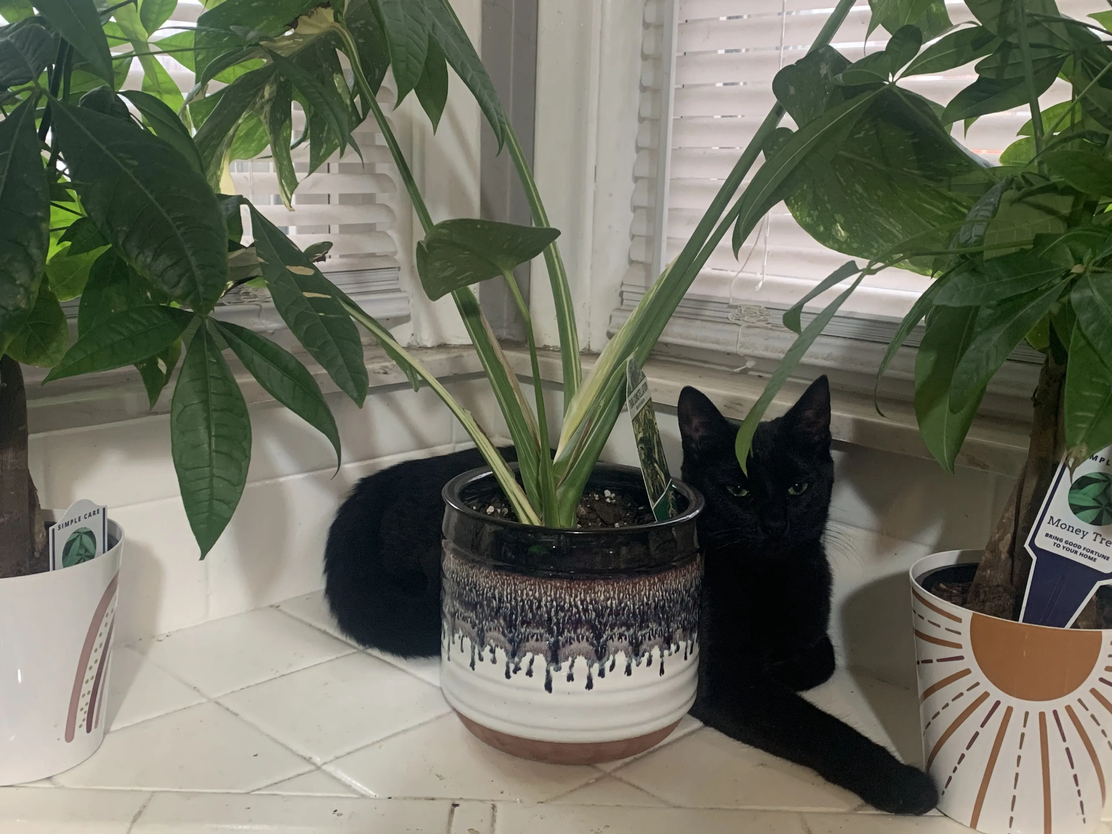 Lost pet-1